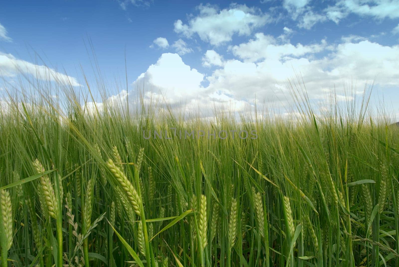Cornfield 11