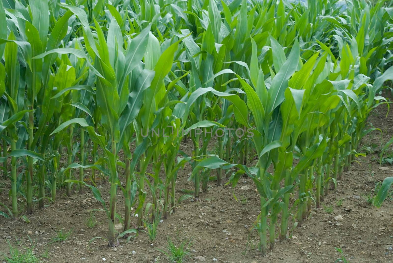 Cornfield 01