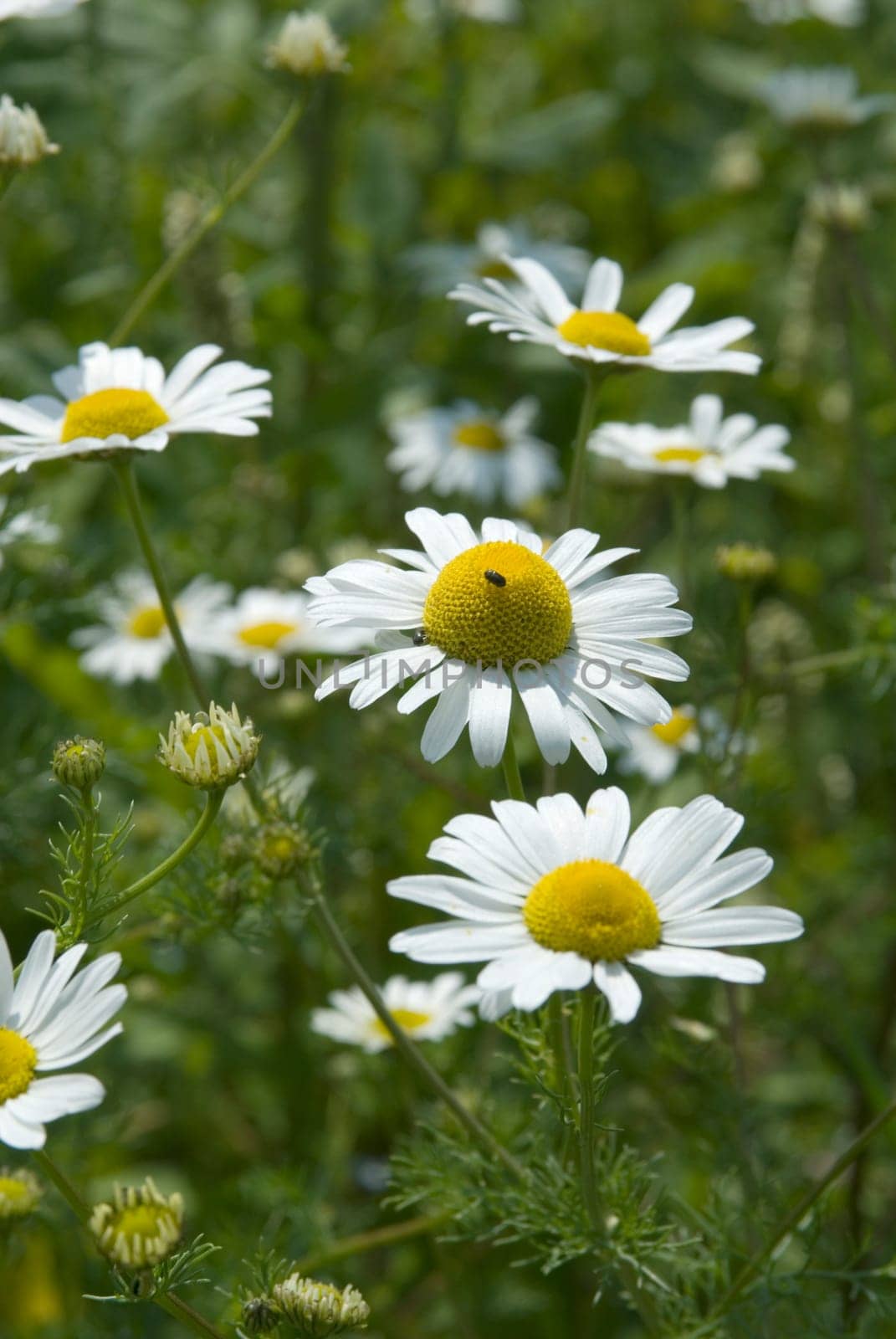 Chamomile 01