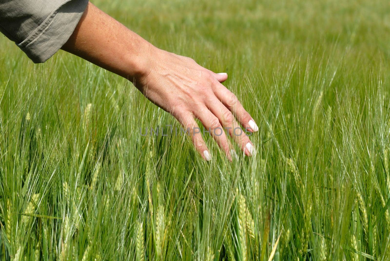 Cornfield 30