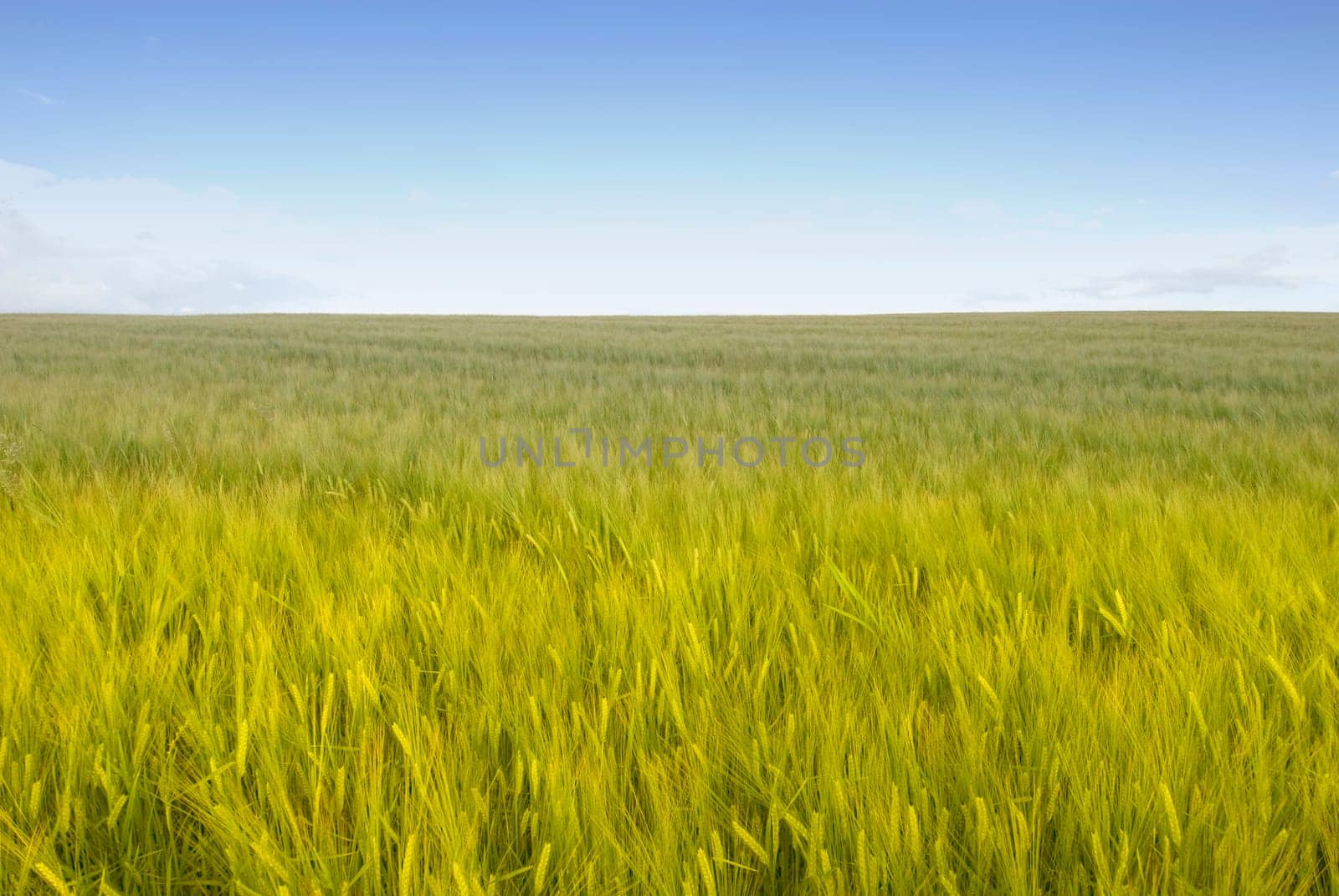 Cornfield 18