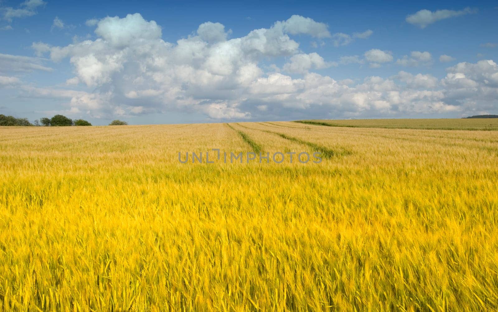 Cornfield 17