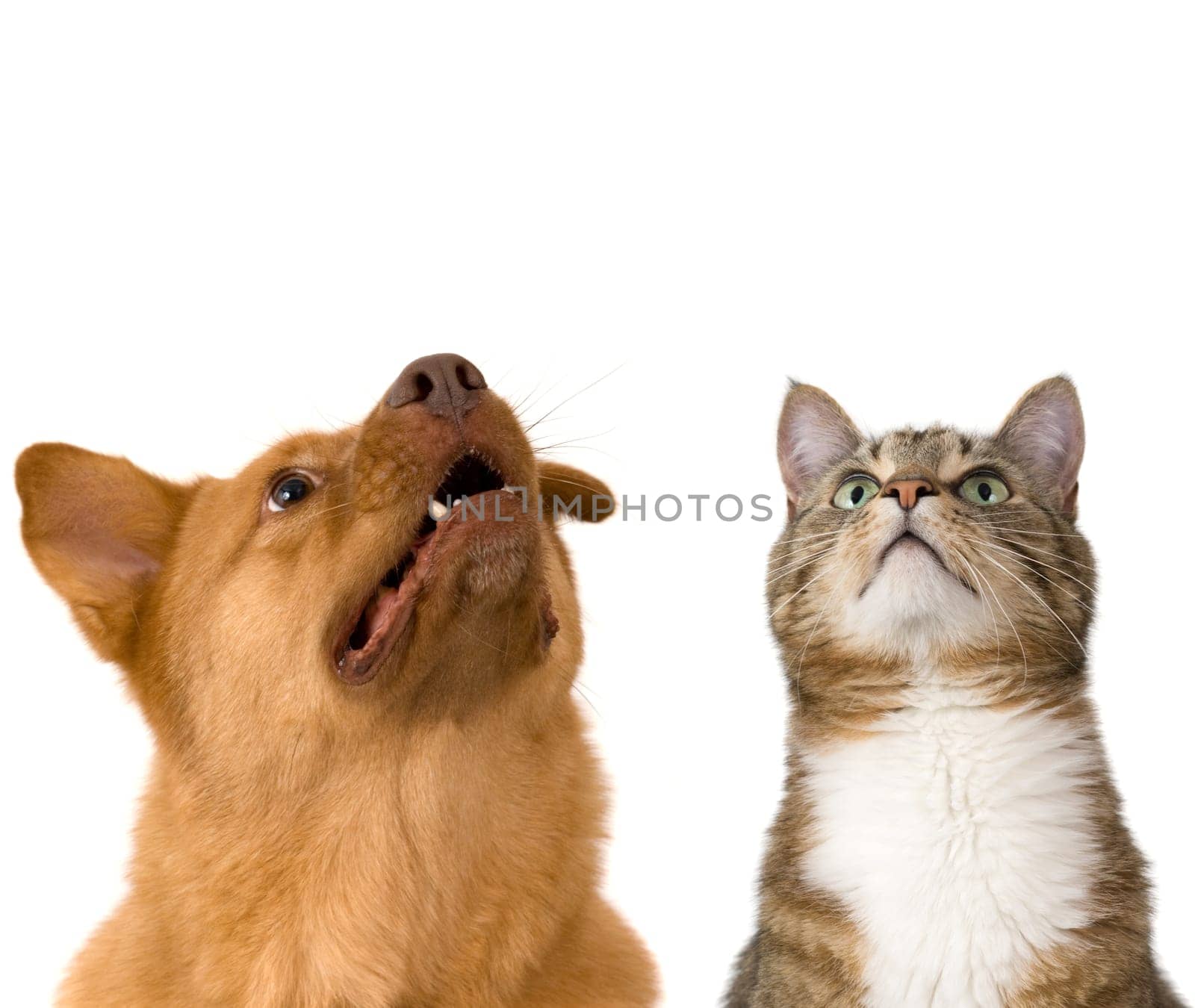 Dog and cat looking up