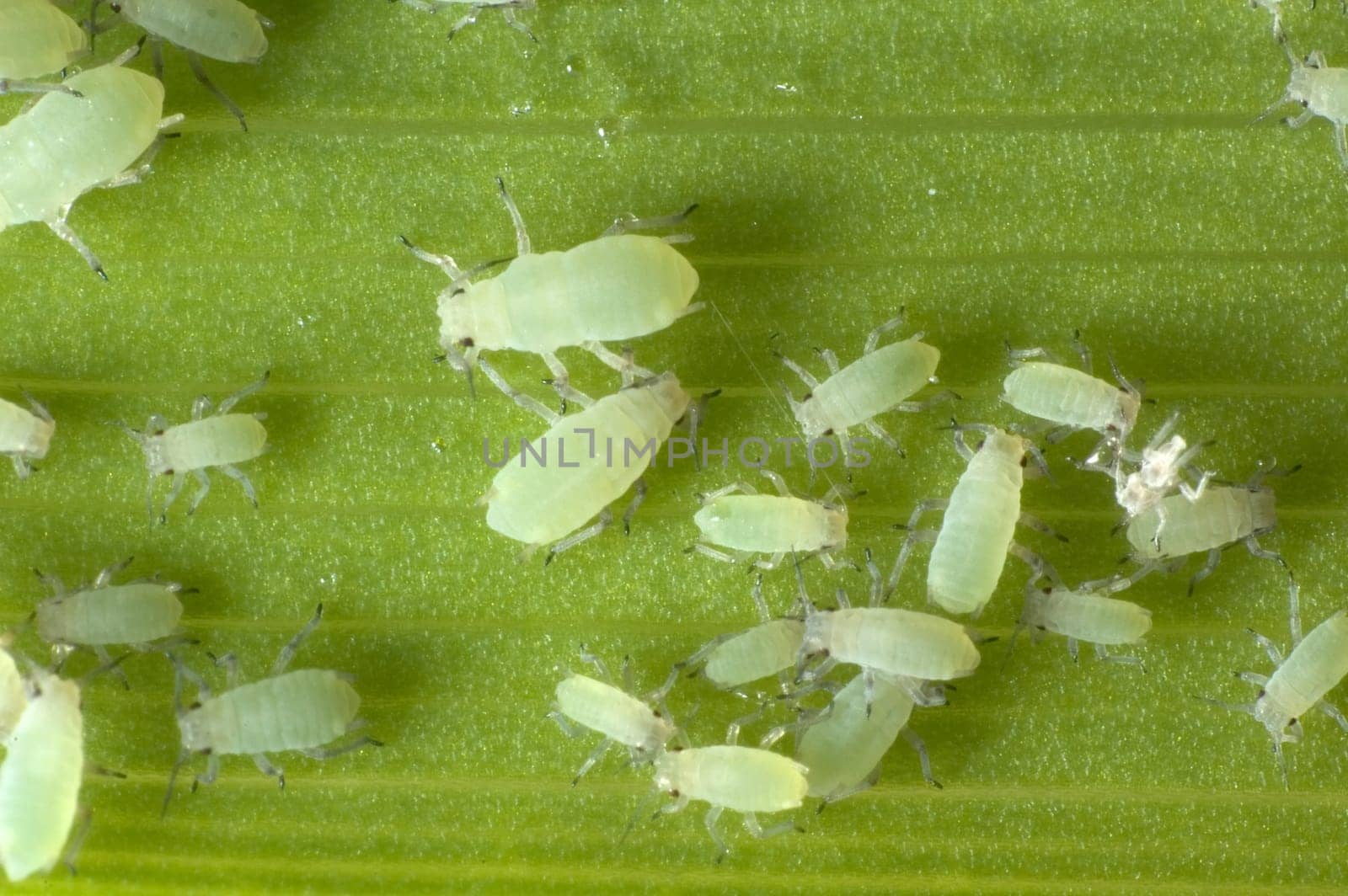Aphids