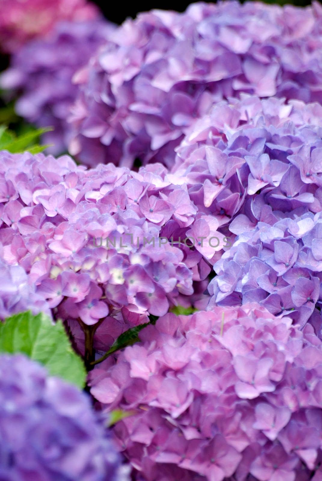 Hydrangeas