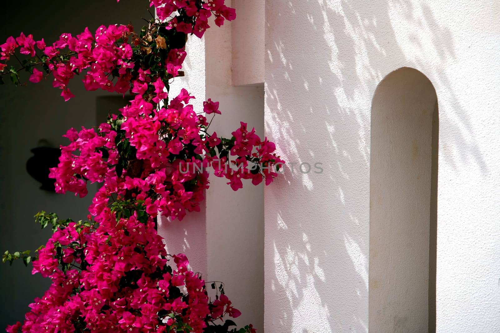 Bougainvillea