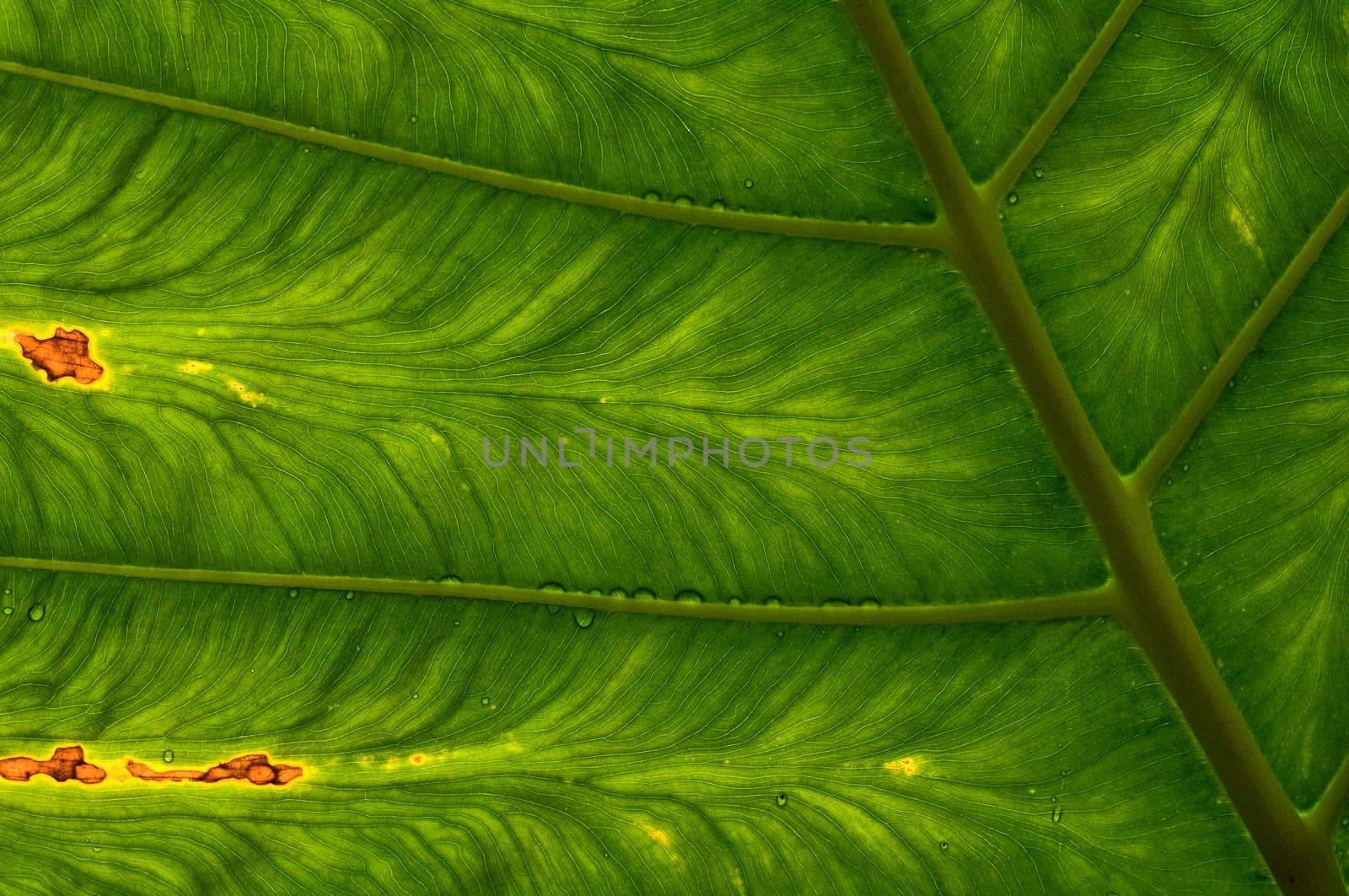 Photosynthesis