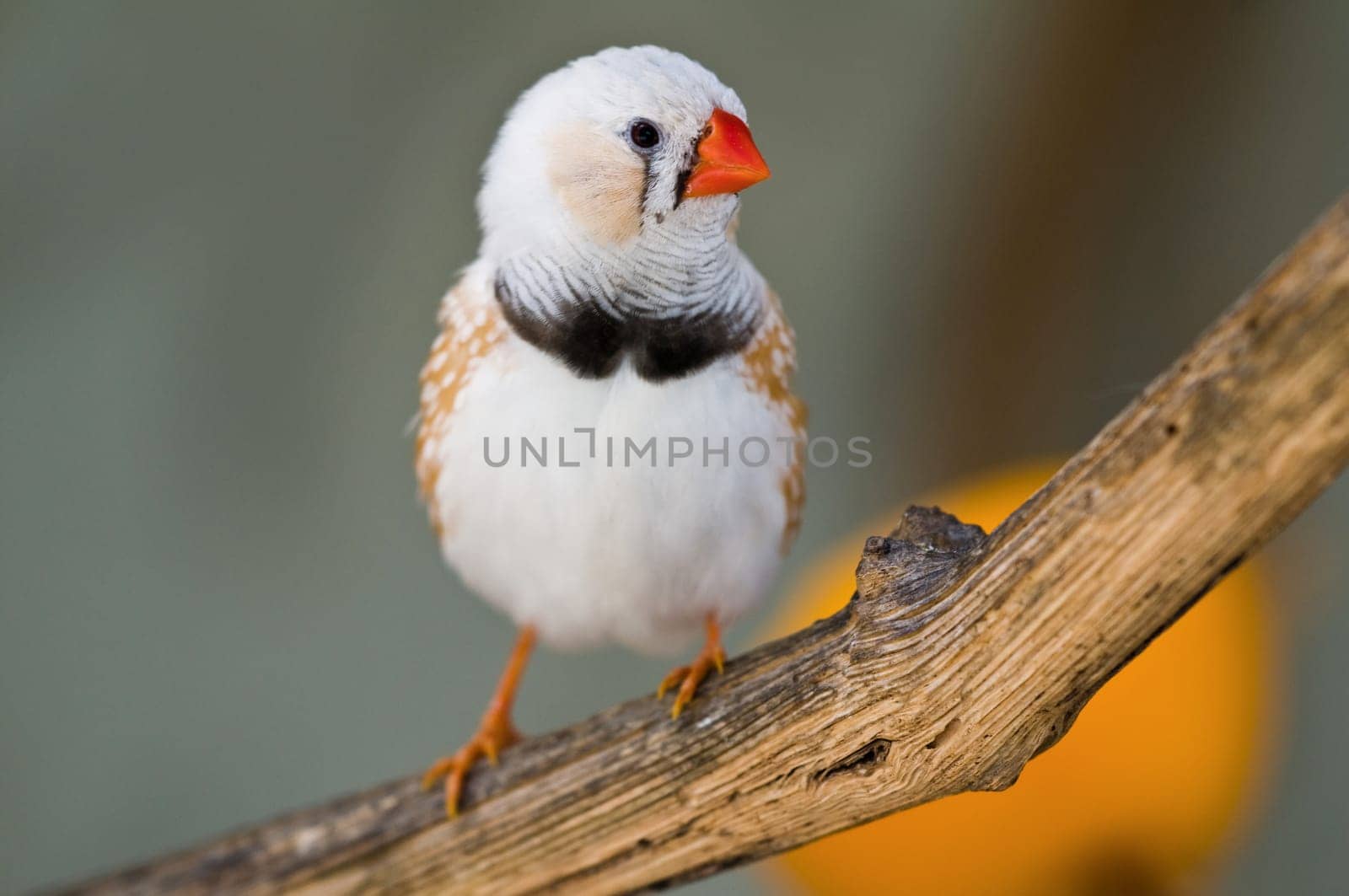 Zebra Finch 3