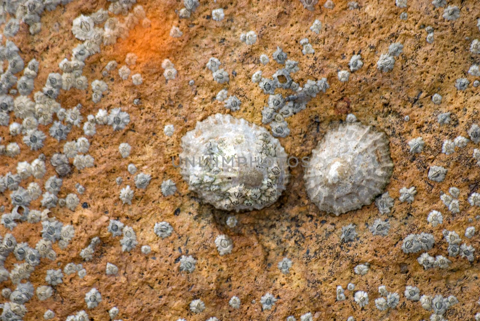 Two barnacles on rocks