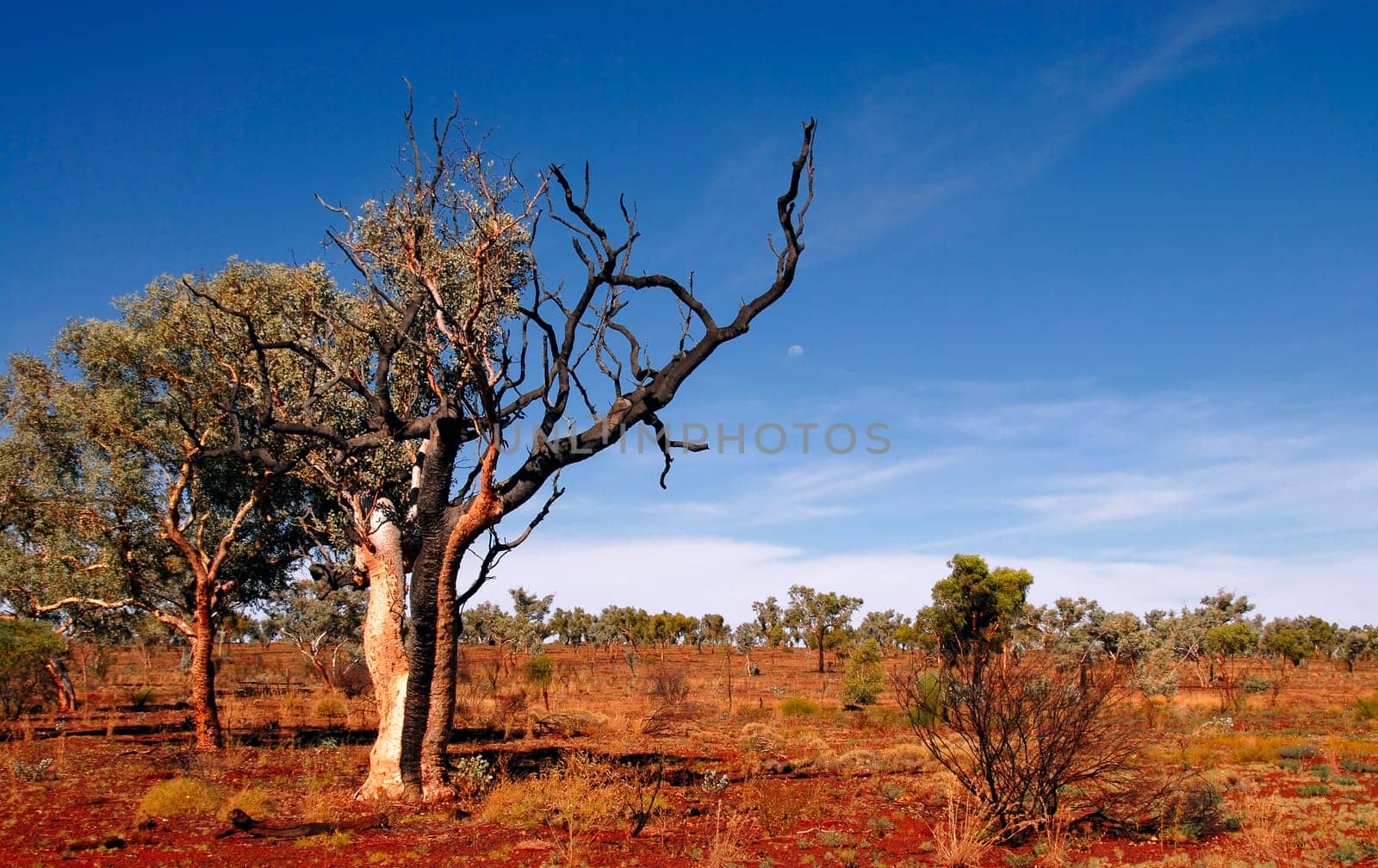 Outback