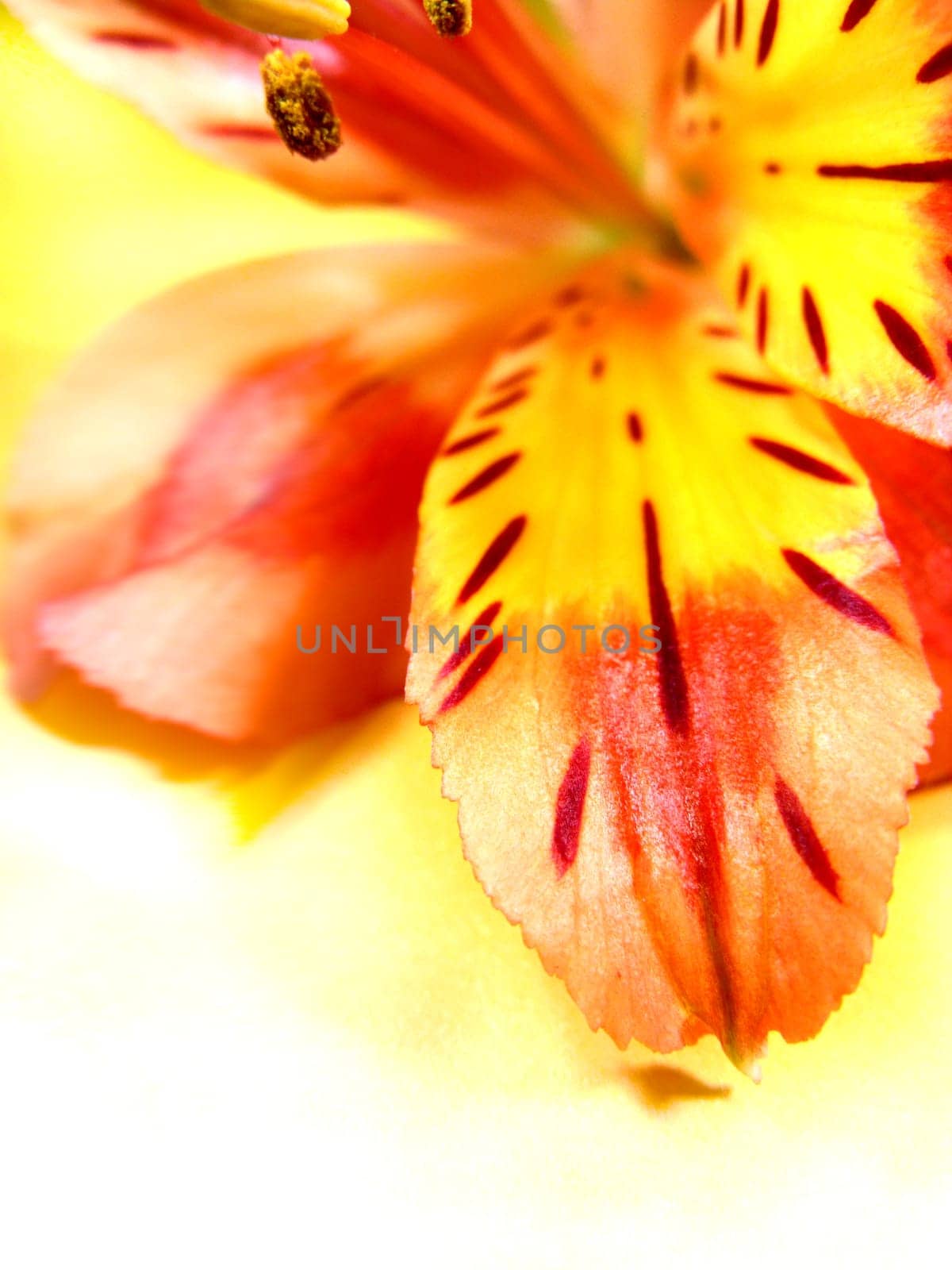Lily