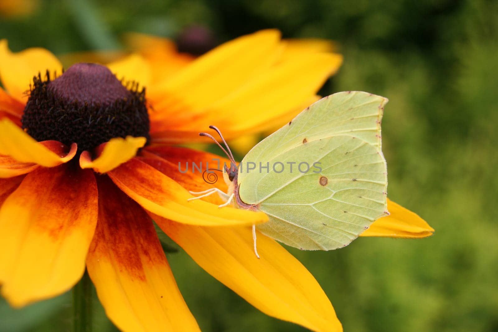 Brimstone