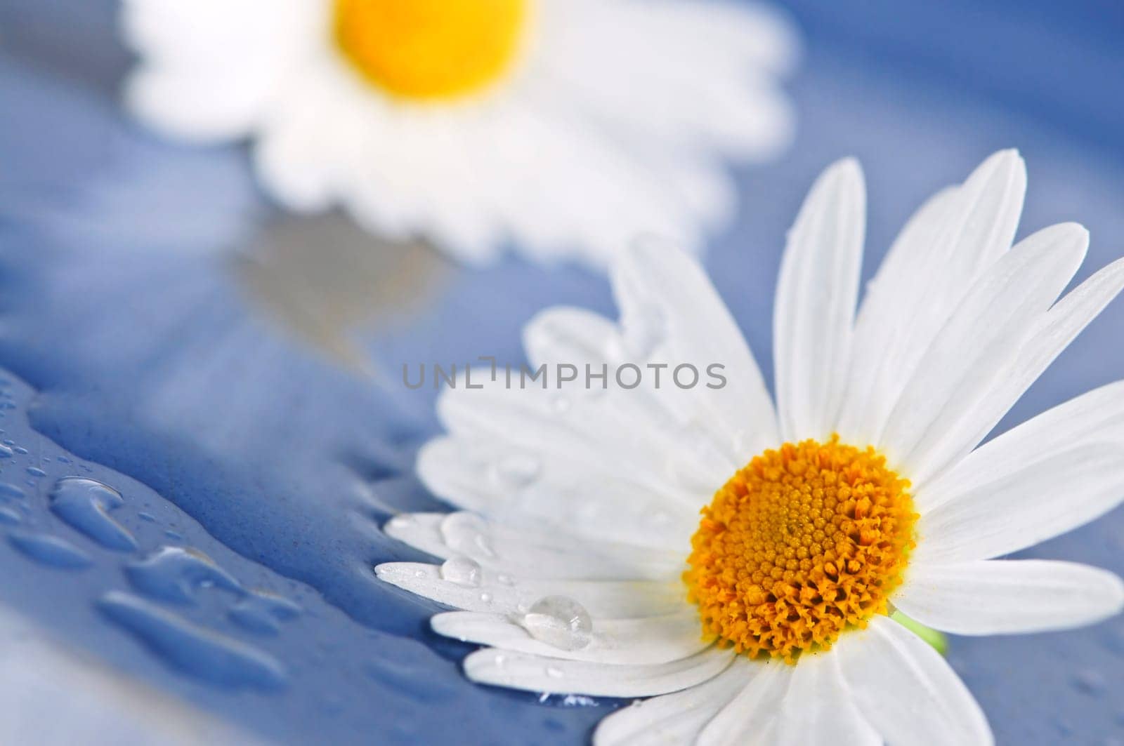 Daisy flowers with water drops