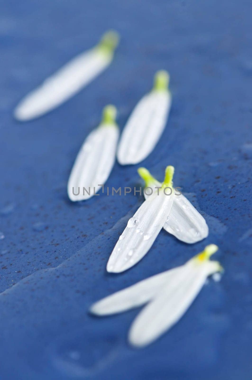 Flower petals with water drops