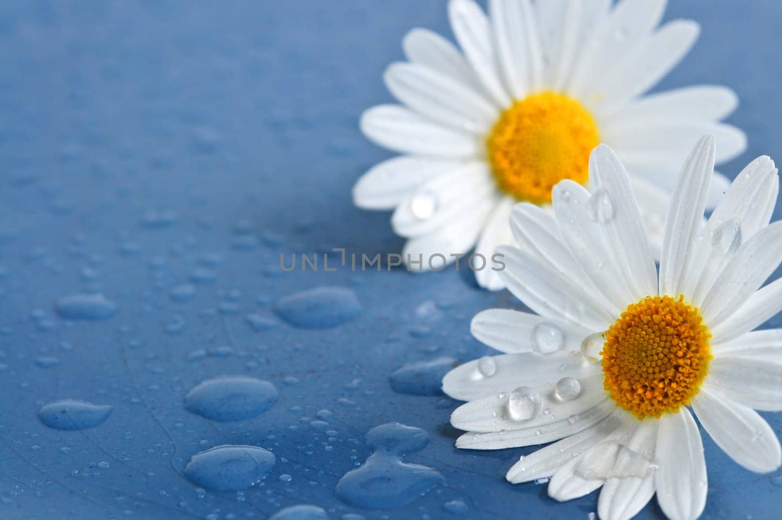 Daisy flowers with water drops