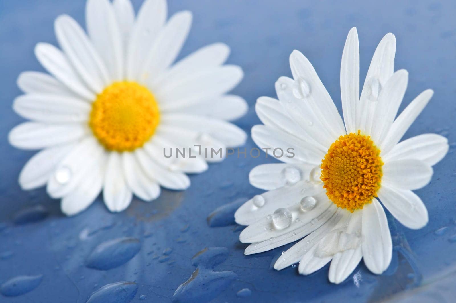 Daisy flowers with water drops