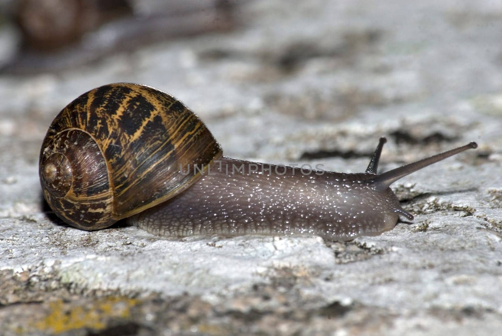 Snail