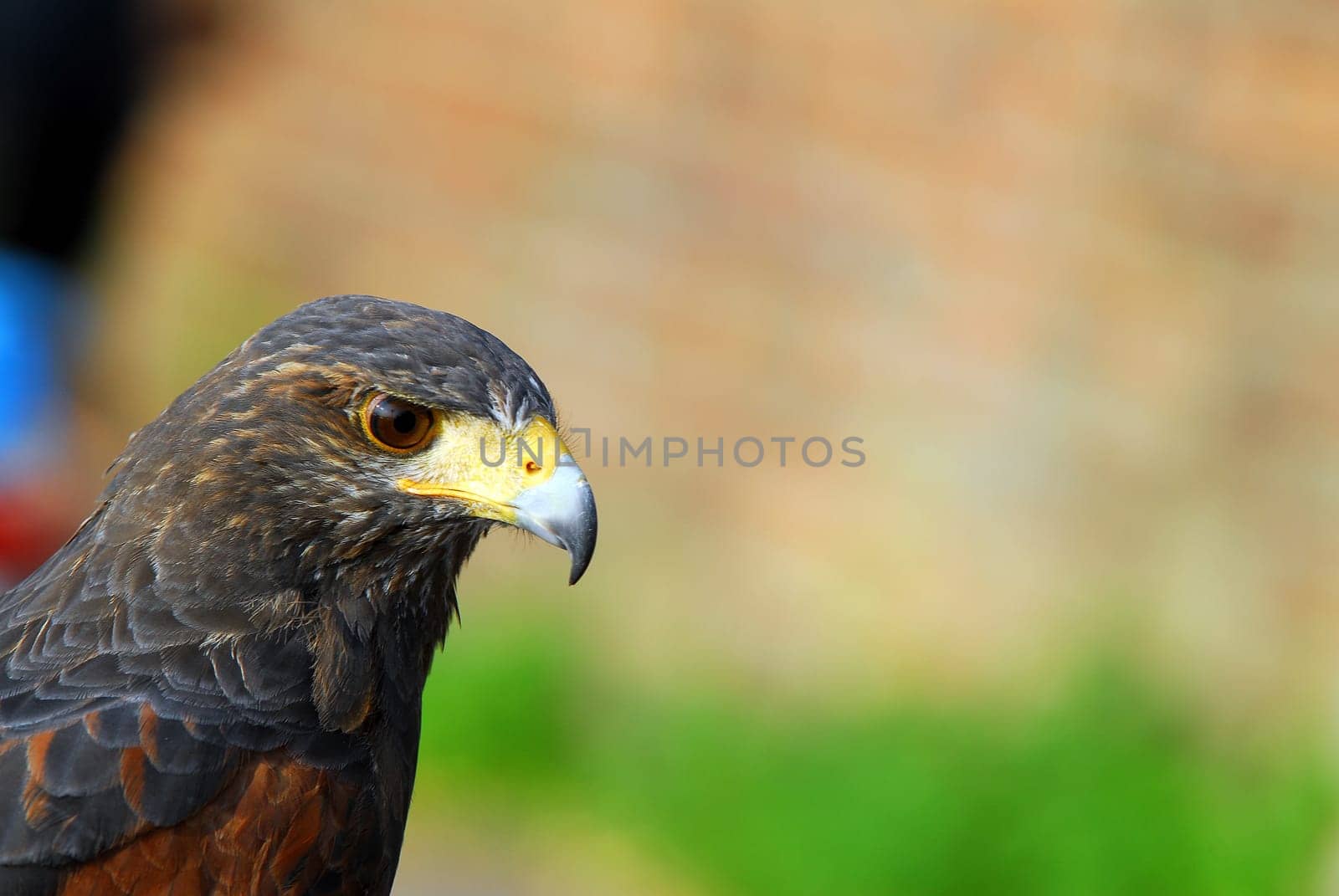 kite bird