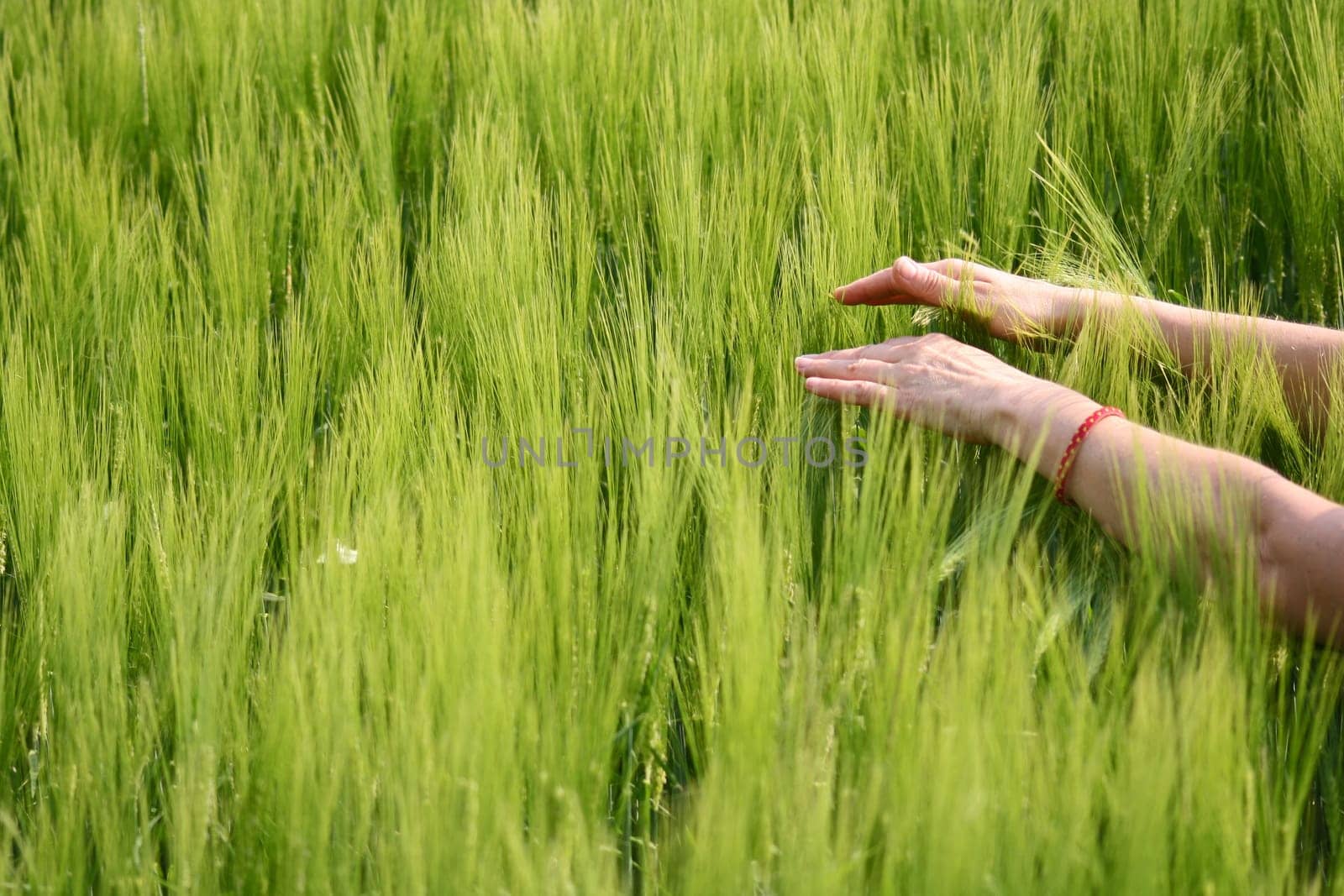 Hands in cornfield