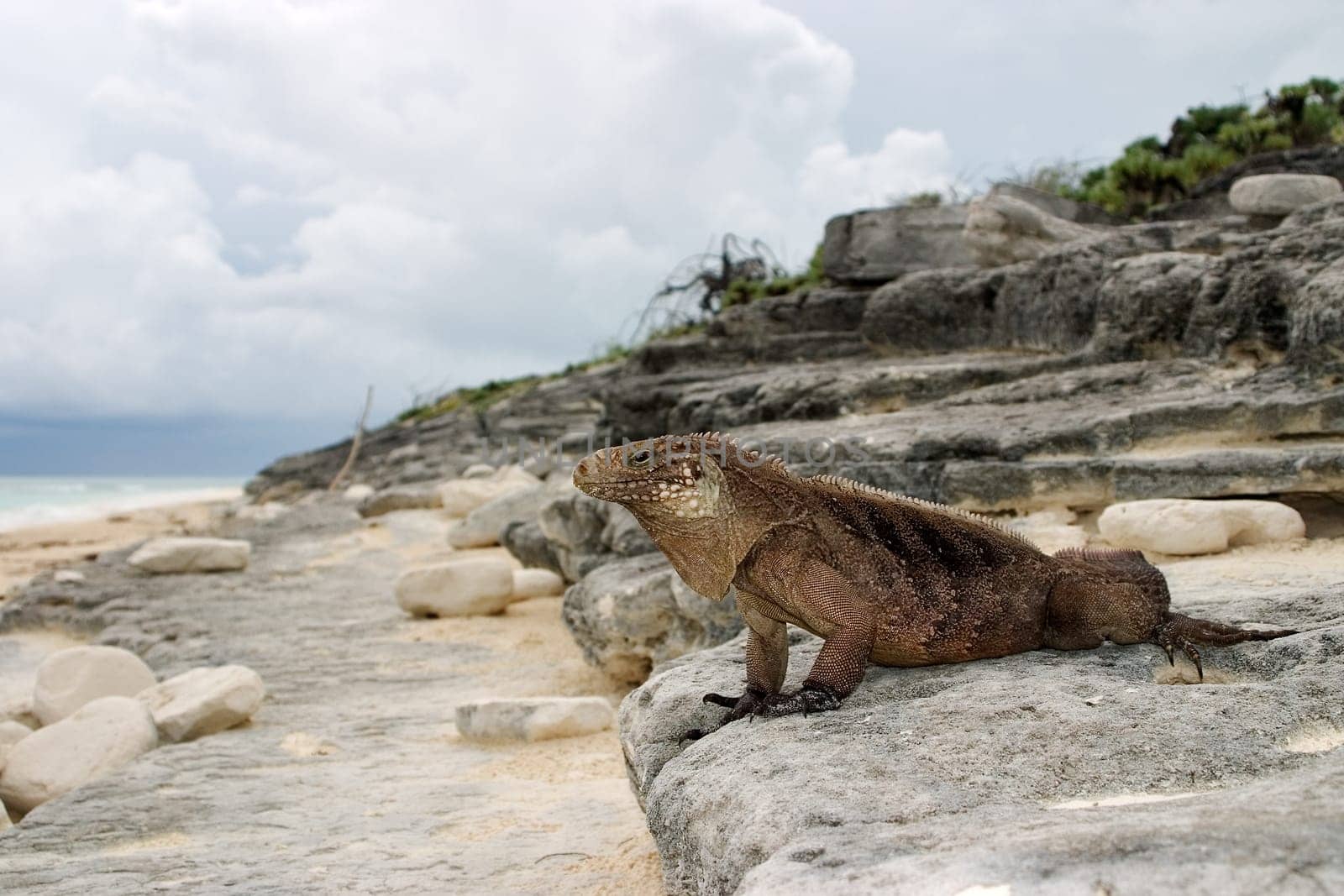 Belttail Iguana