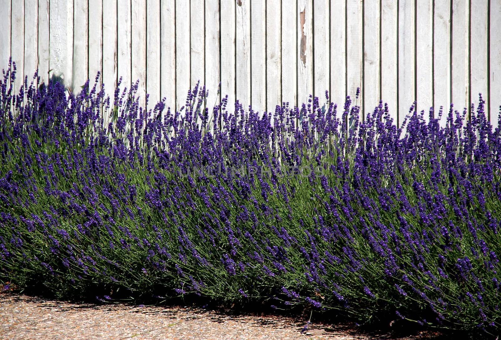 Lavender on the garden fence