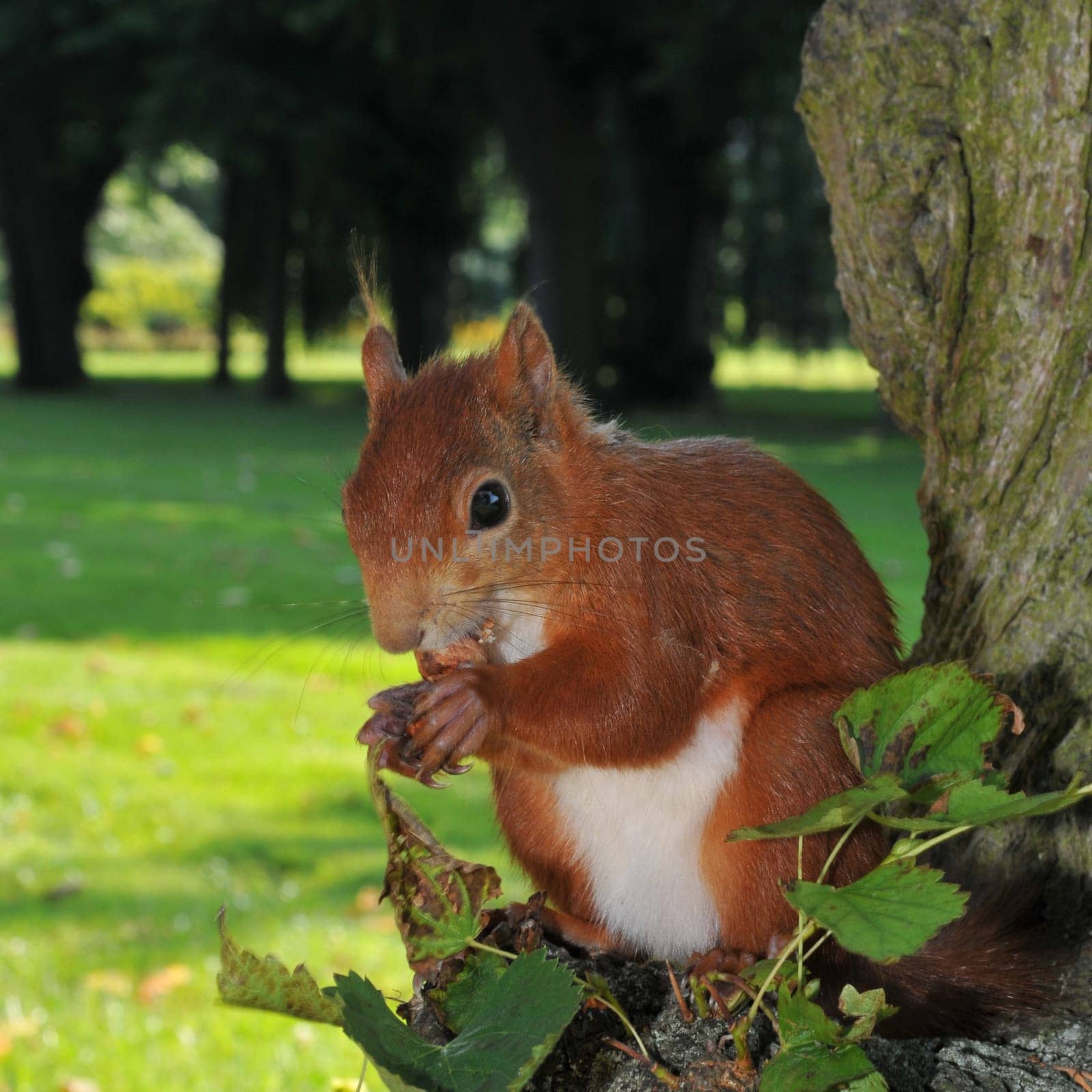 Squirrel