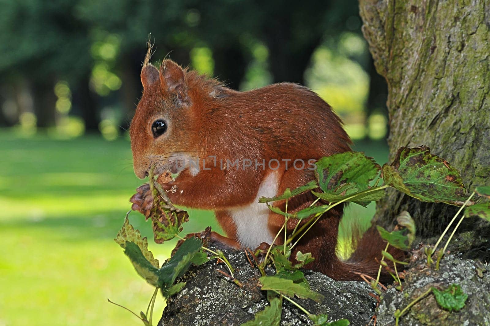 Squirrel