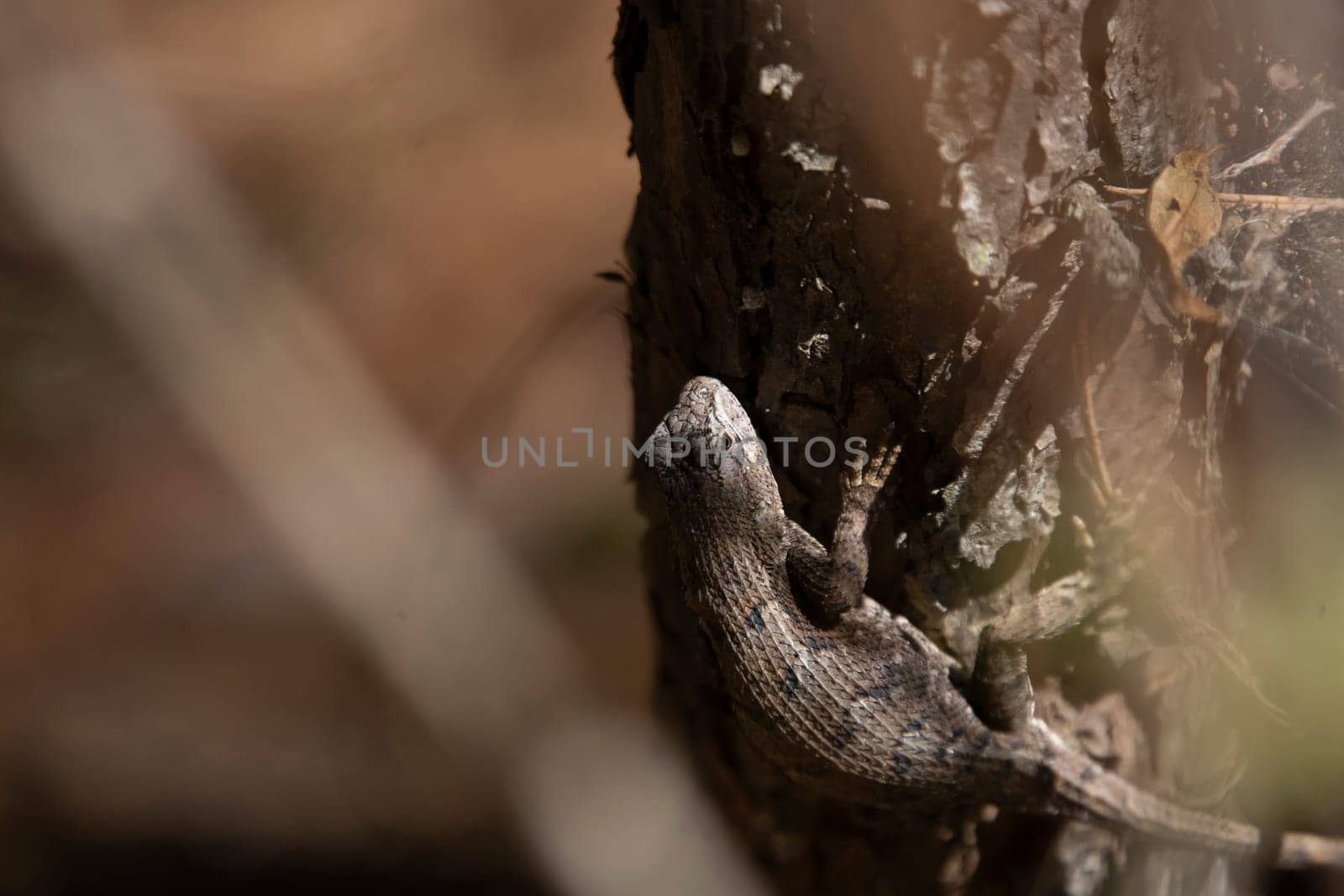 Female Eastern Fence Lizard on a Tree by tornado98