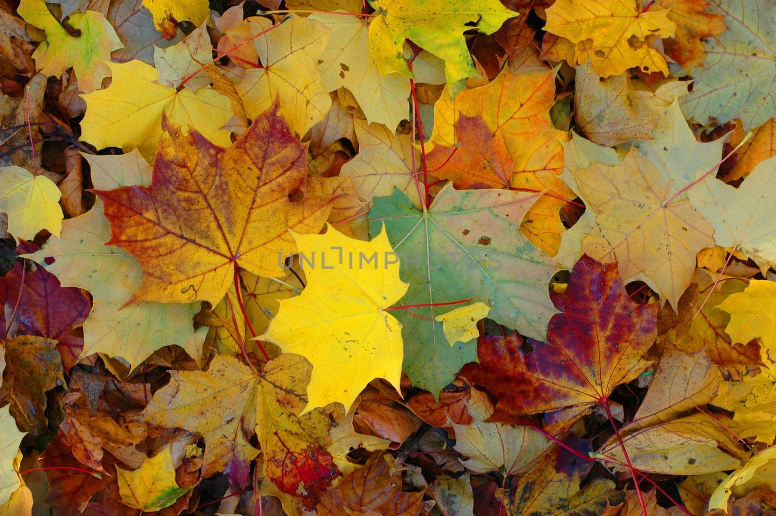 Autumn 2