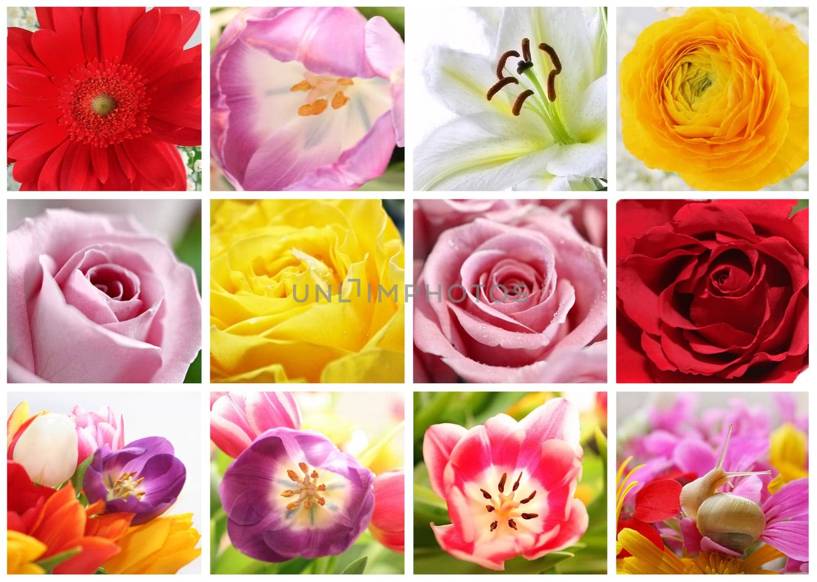 Flower collage