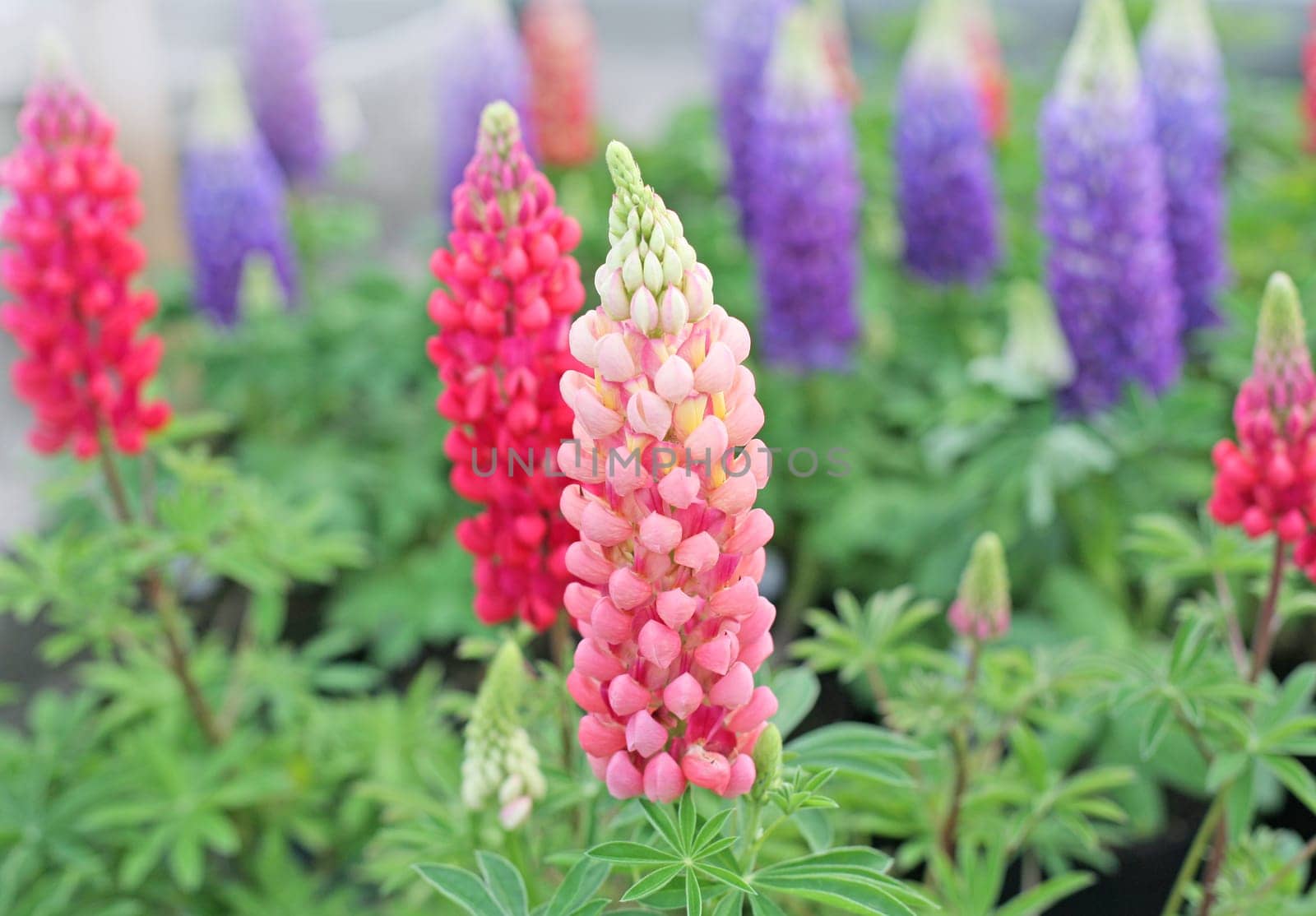 Colorful lupin