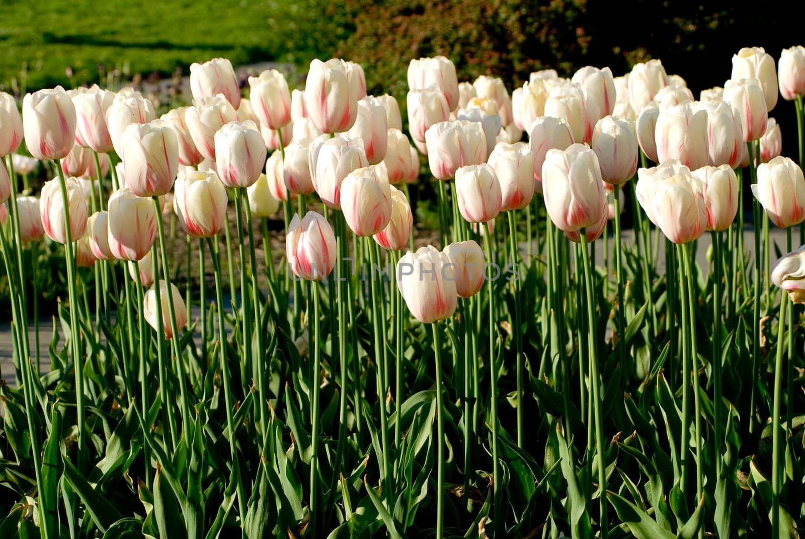 Tulip bed