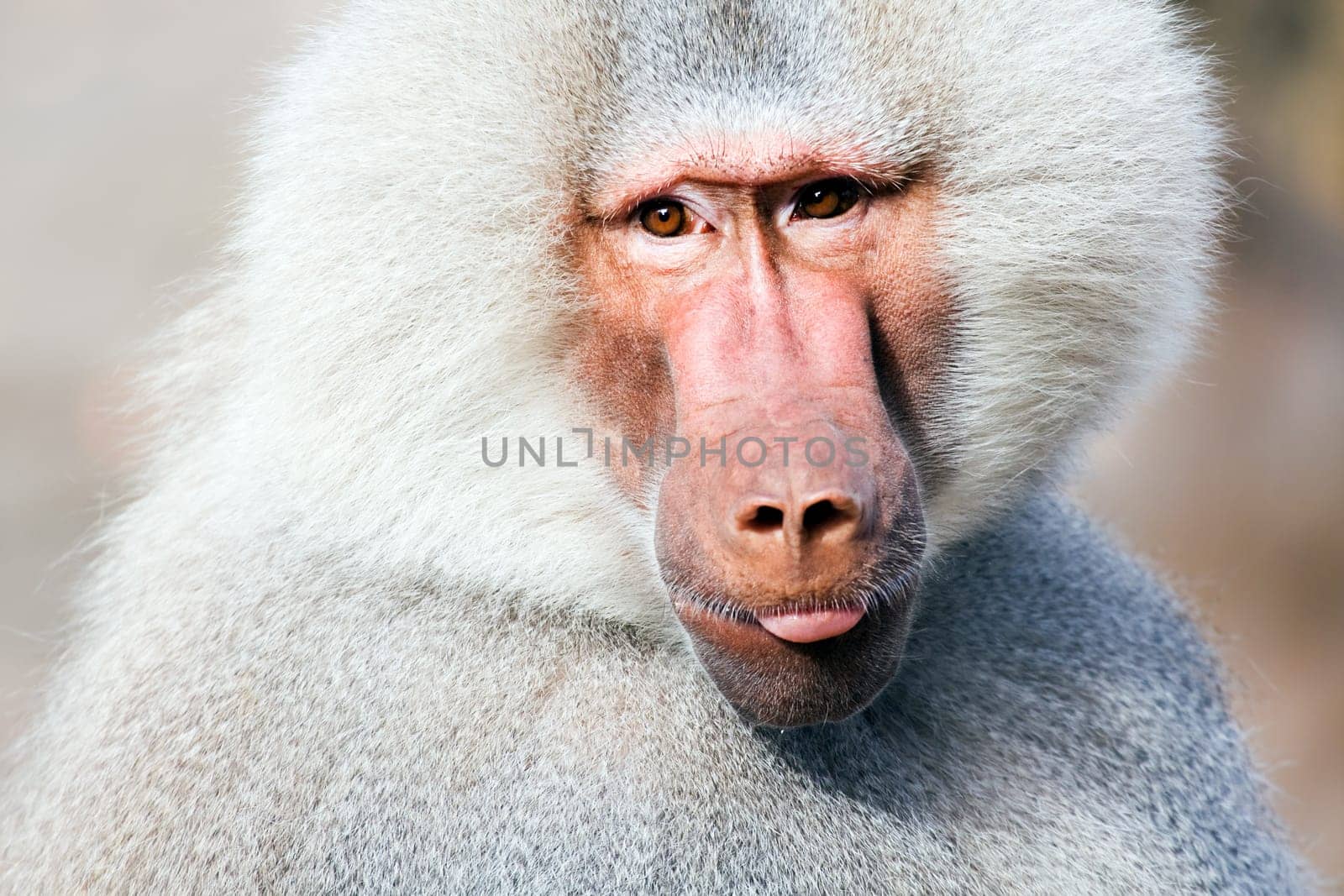 baboon portrait