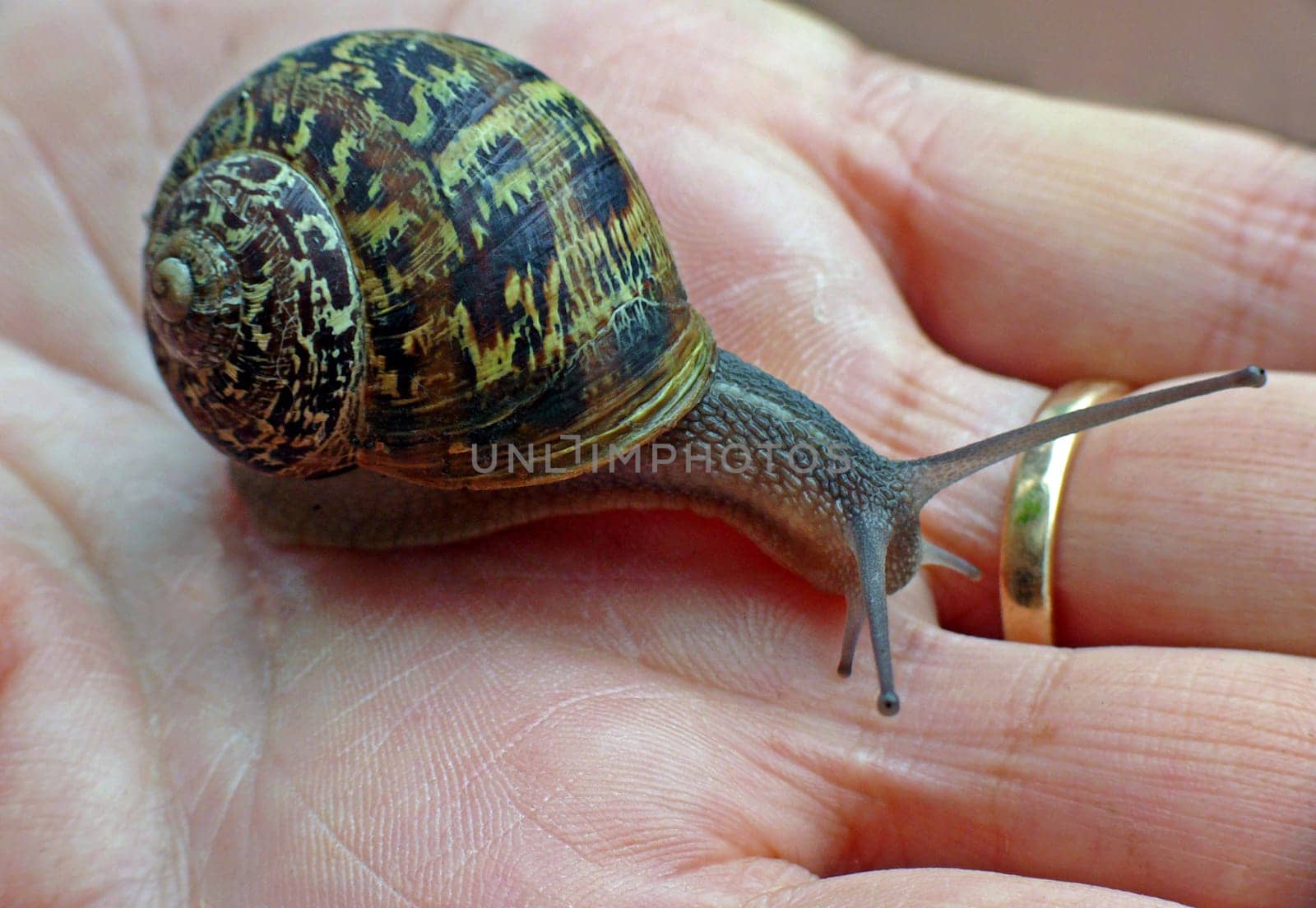 Livestock: In French snail farms,the spotted vineyard snail (Helix aspersa,synonym: Cornu aspersum ) is the most important in comparison to the &amp #8222 ordinary&amp #8220 Vineyard snail (Helix pomatia) has a much larger proportion of breeding animals.