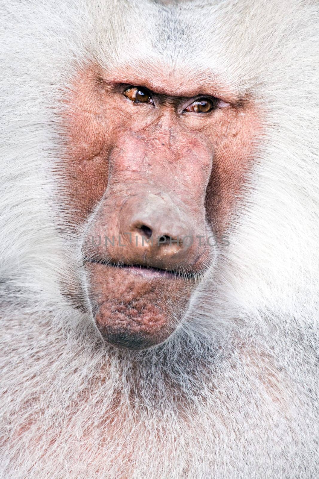 baboon portrait