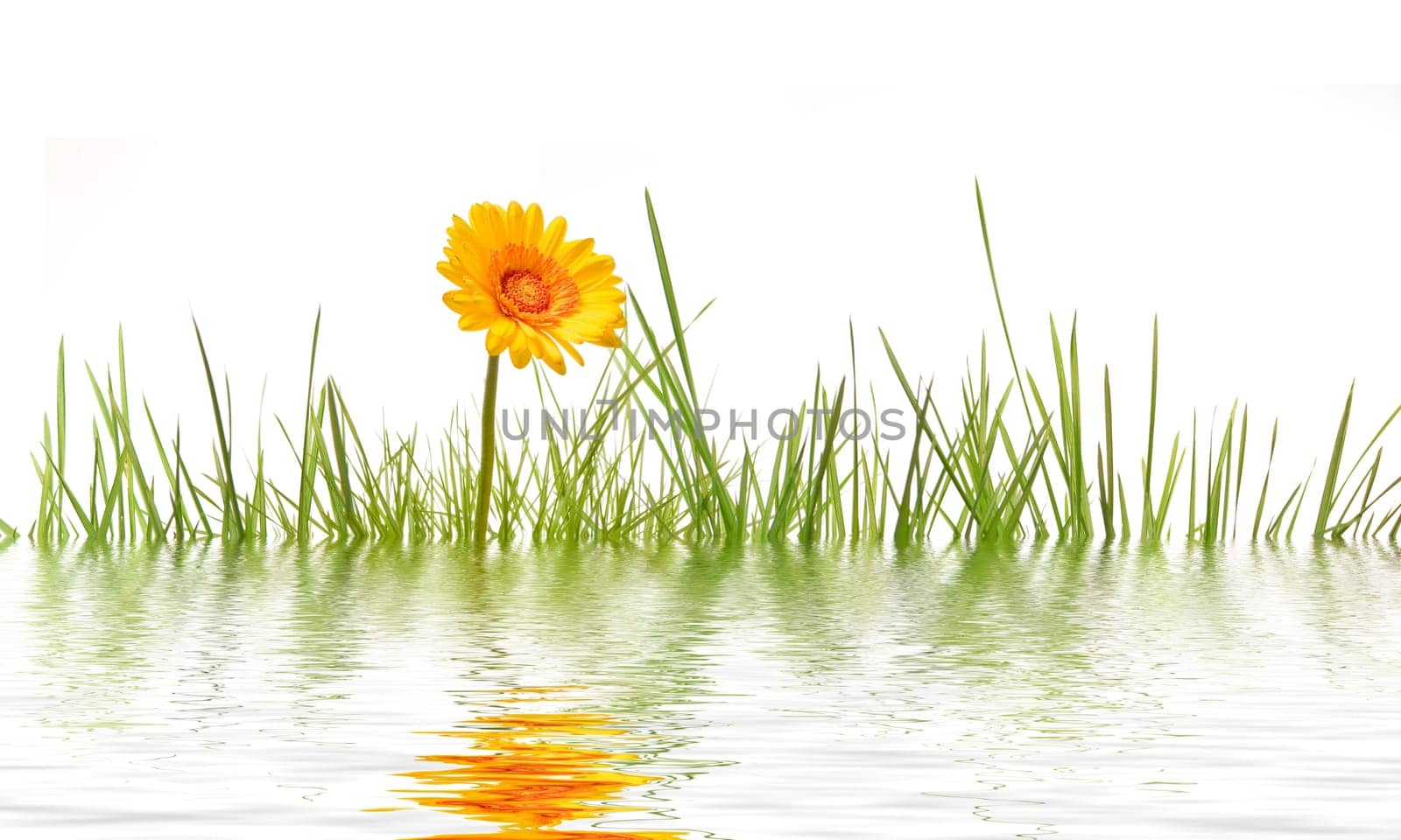 Grass