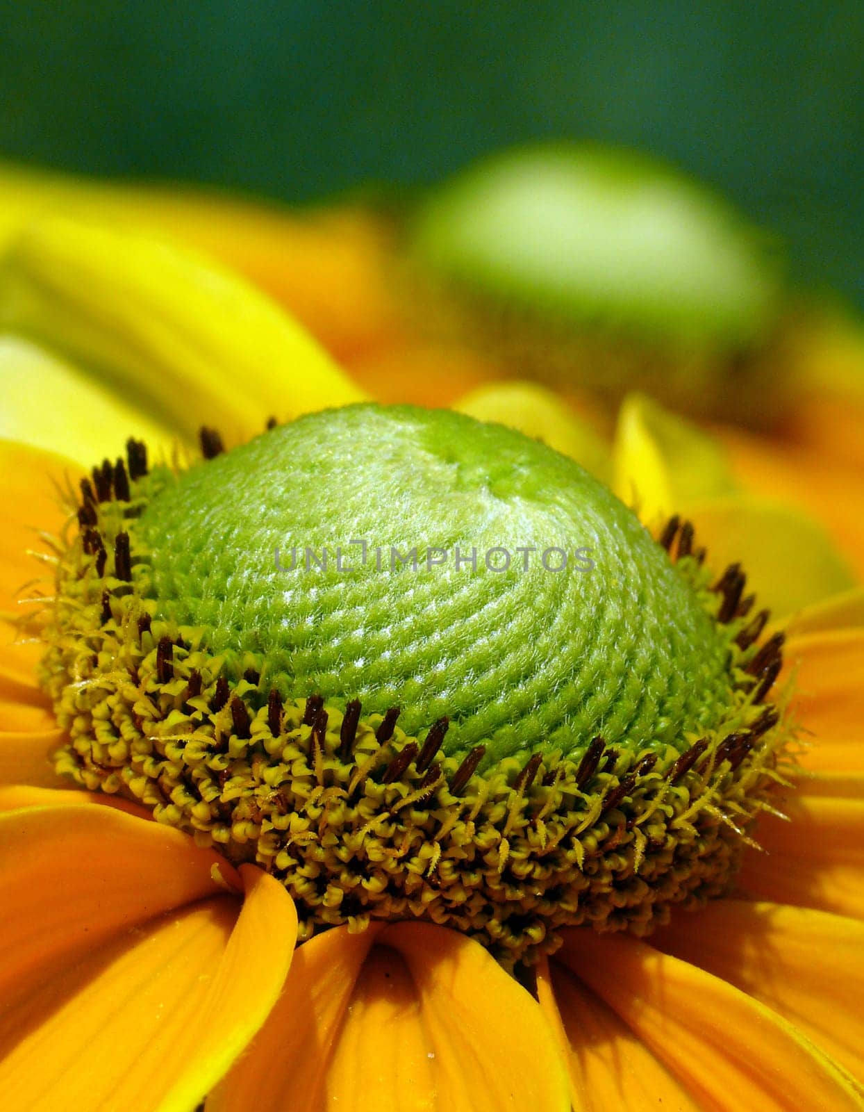 Yellow with green center: Rough-haired coneflower (Gloriosa Daisy)