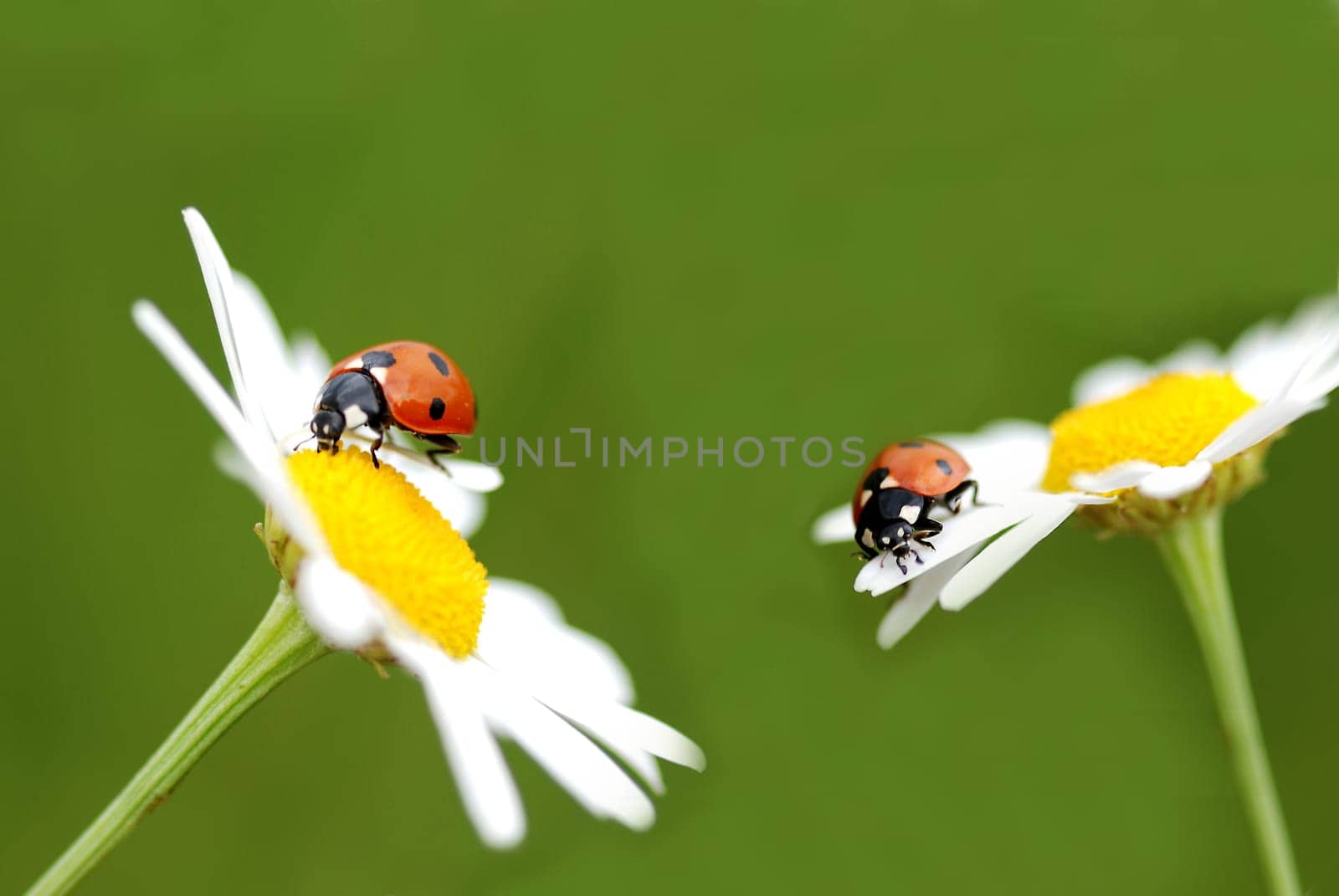 Pair of ladybugs