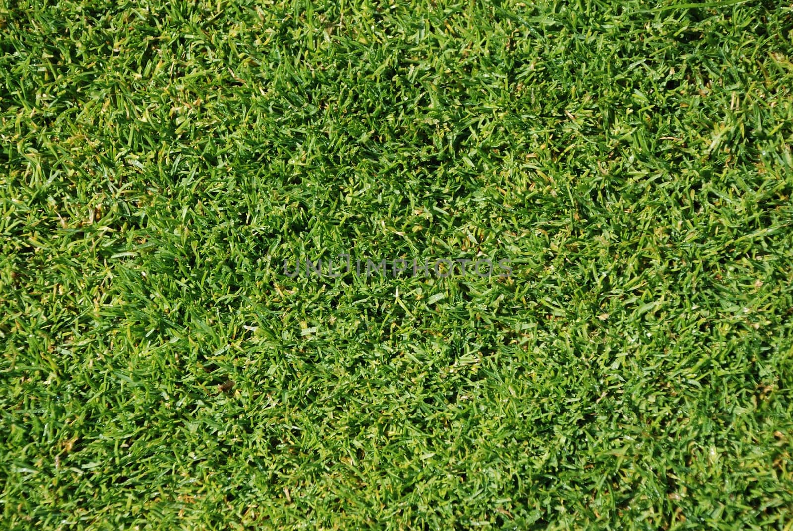 Green manicured lawn