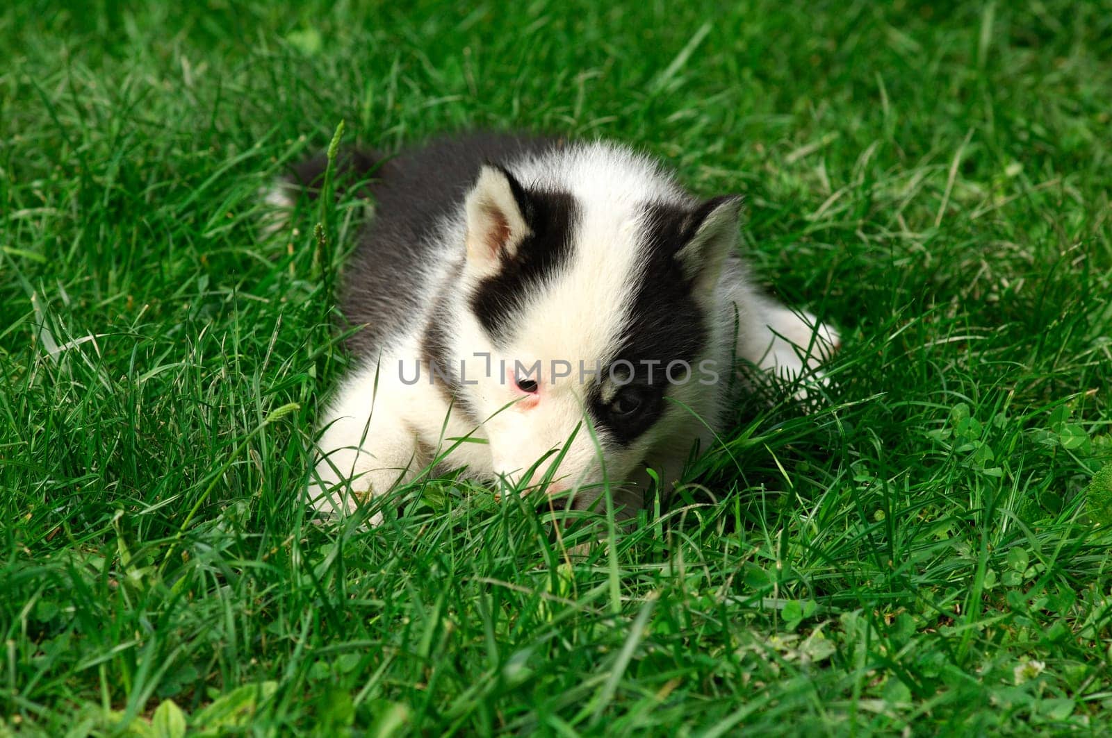 Exhausted puppy lying in the grass