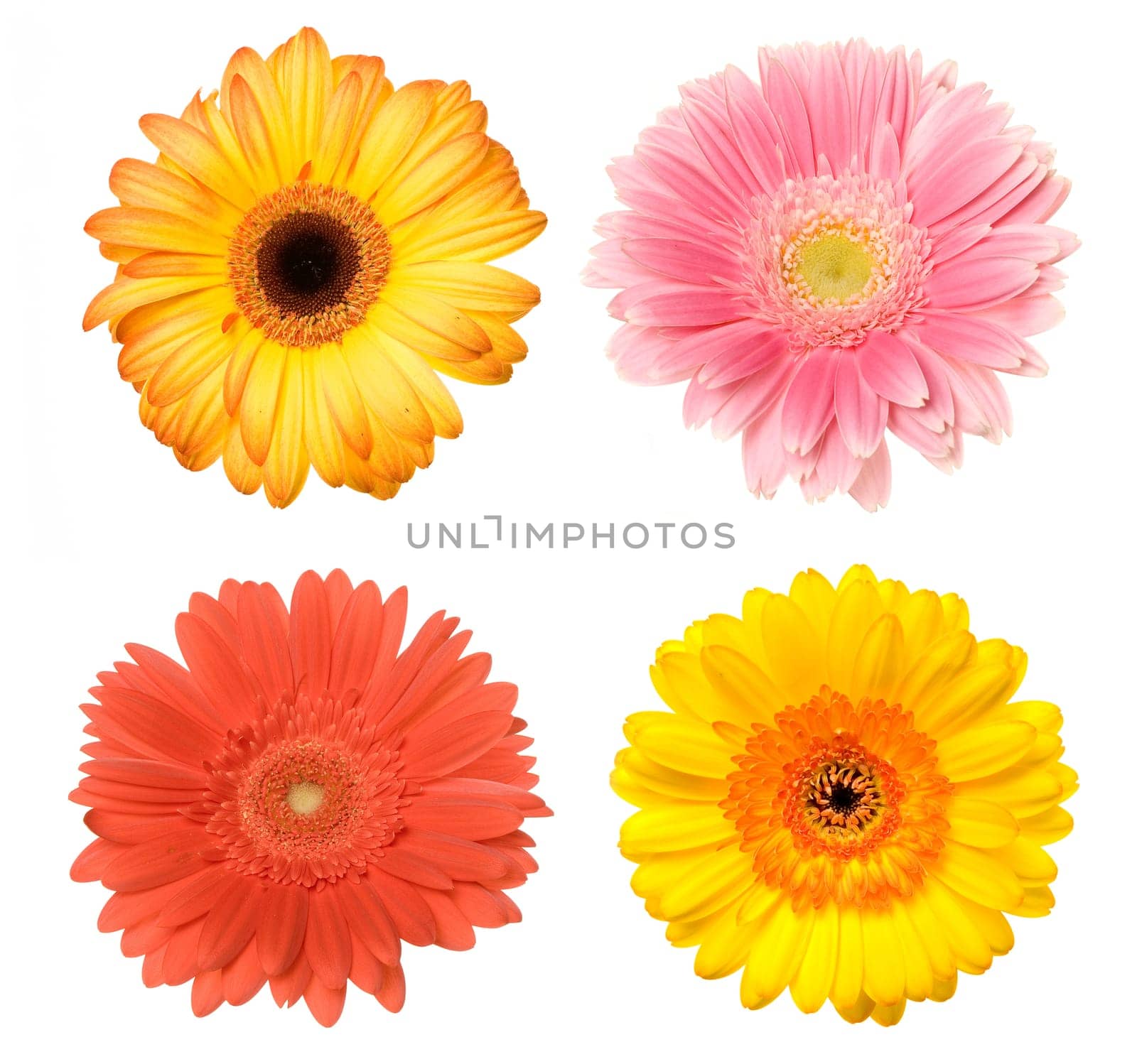 Gerbera
