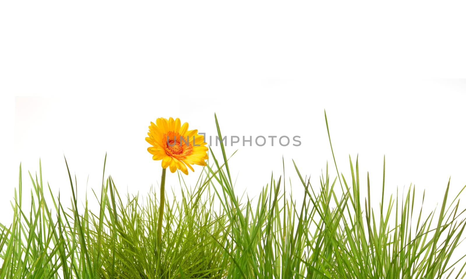 Grass