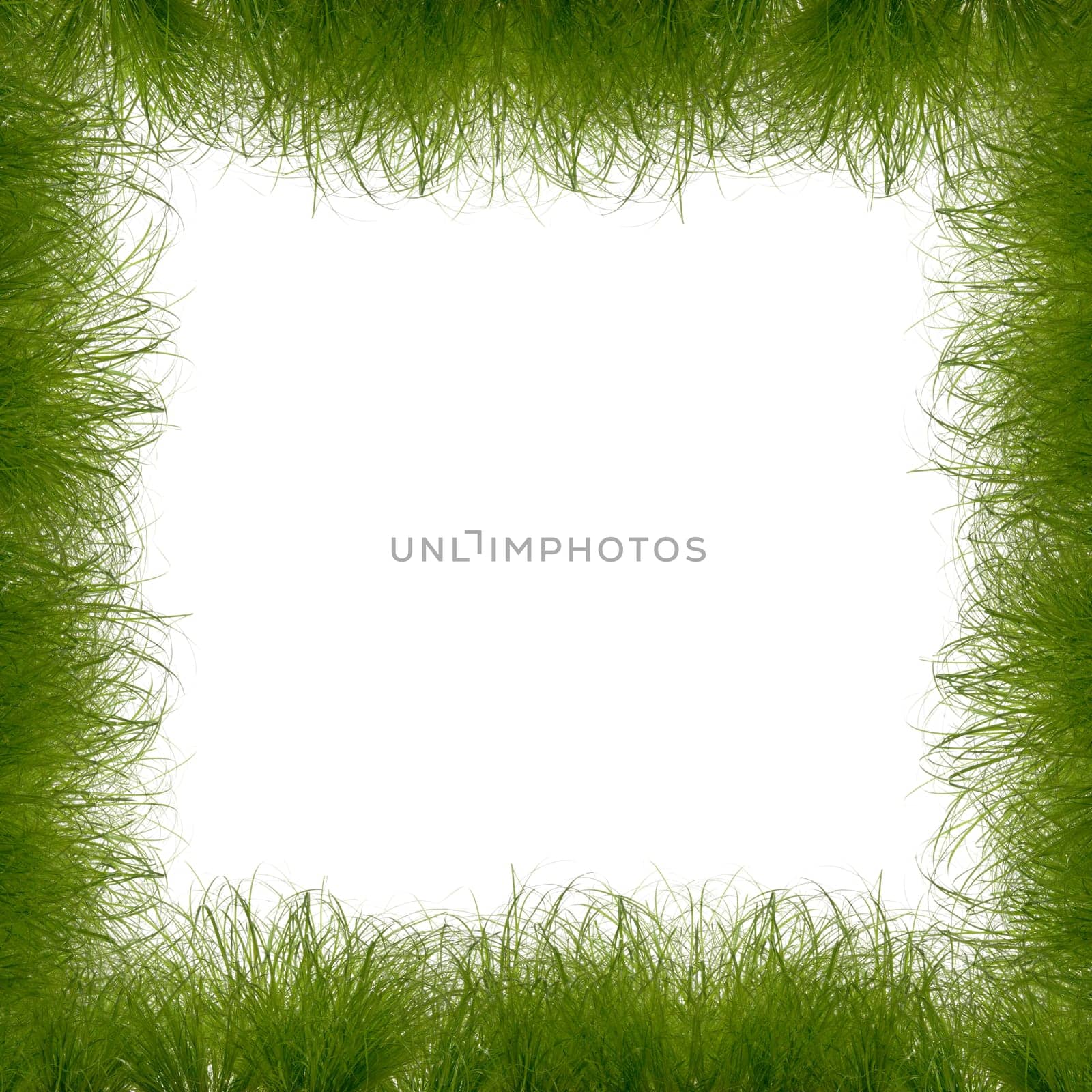 Grass