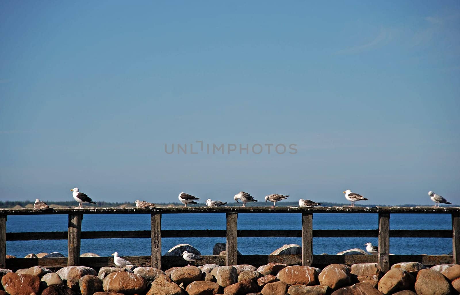 Seagulls on the perch