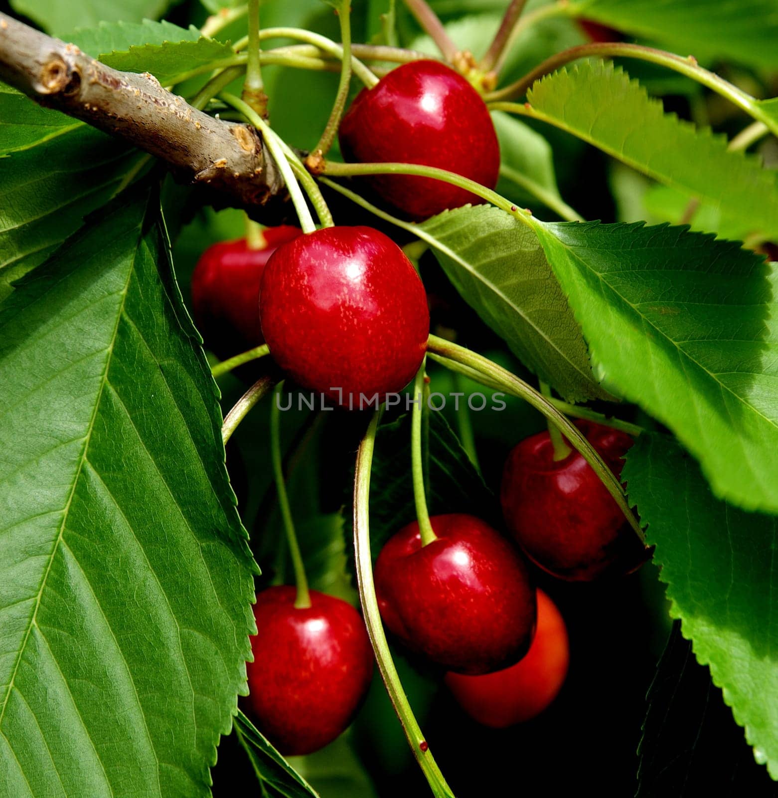 Cherries on the tree