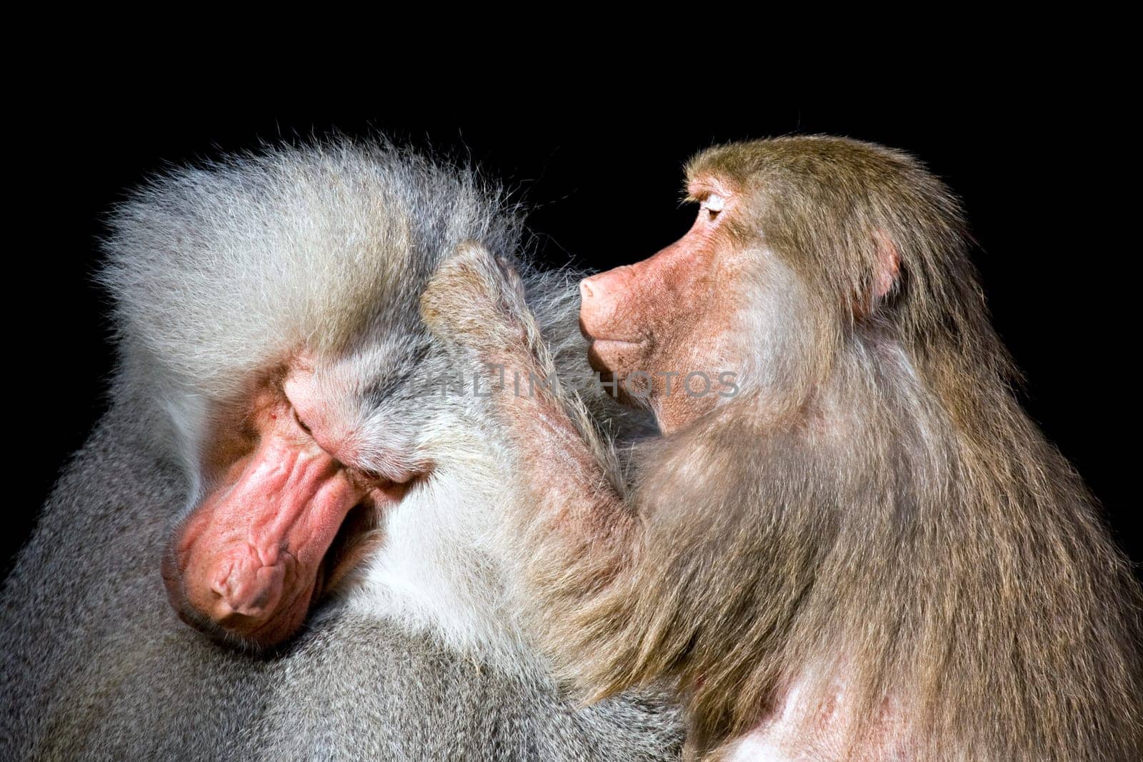 baboons grooming isolated on black