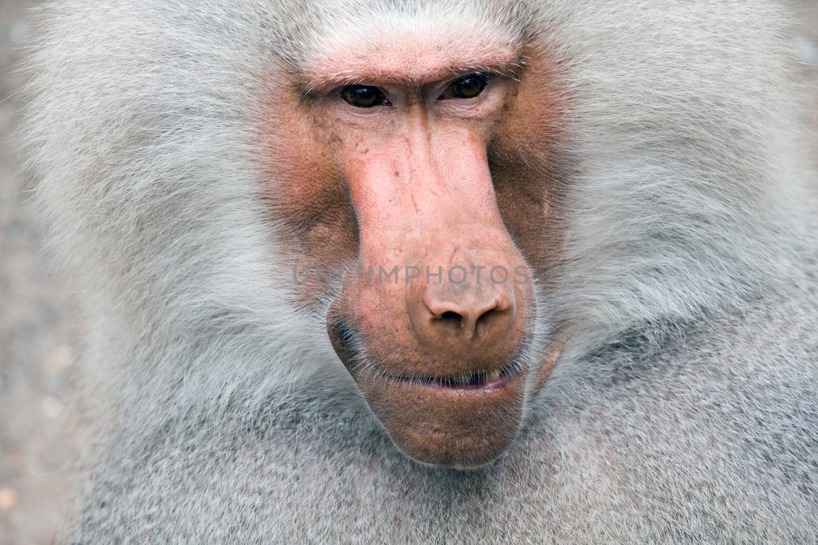 baboon portrait closeup