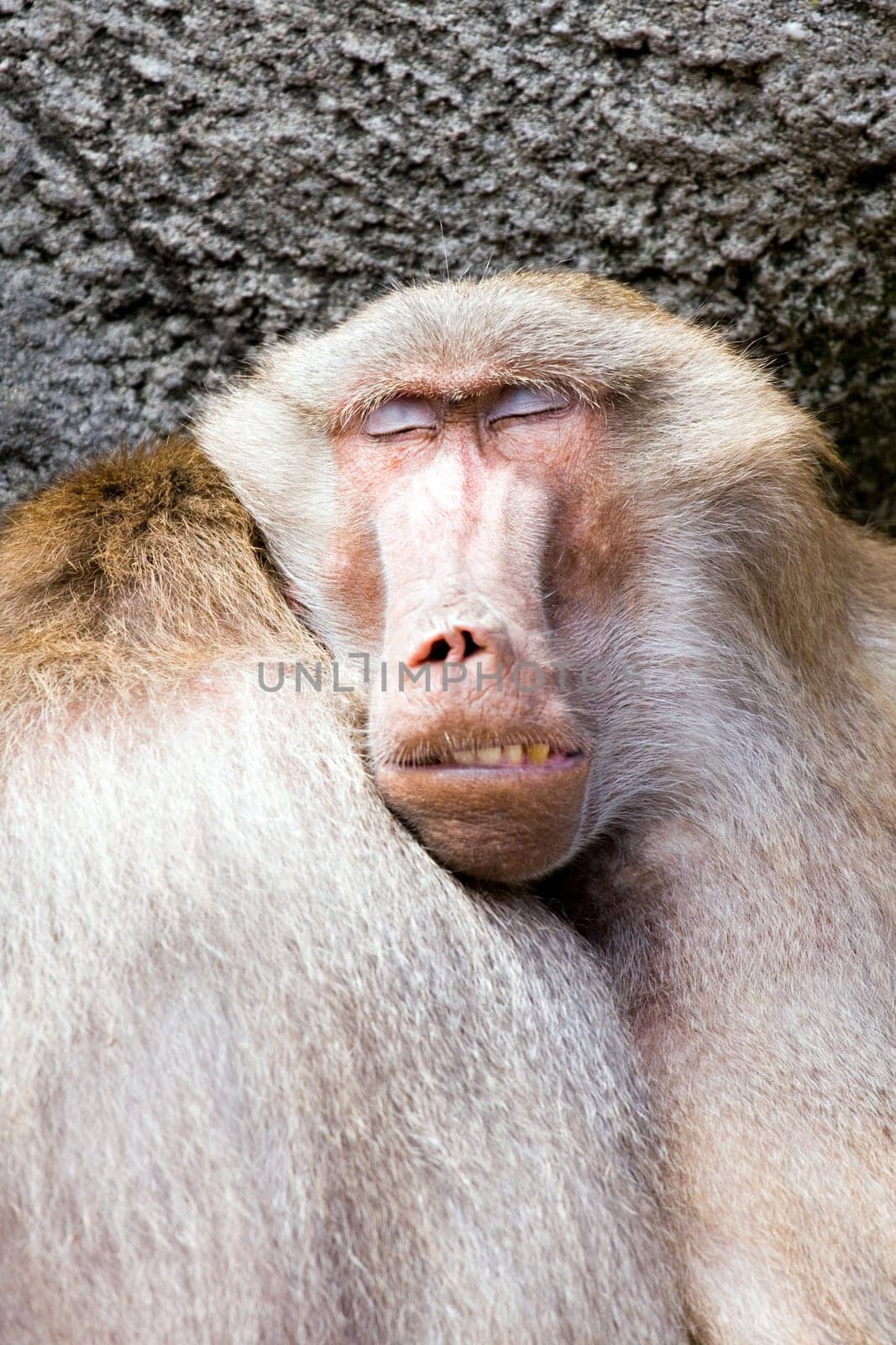 baboon sleeping