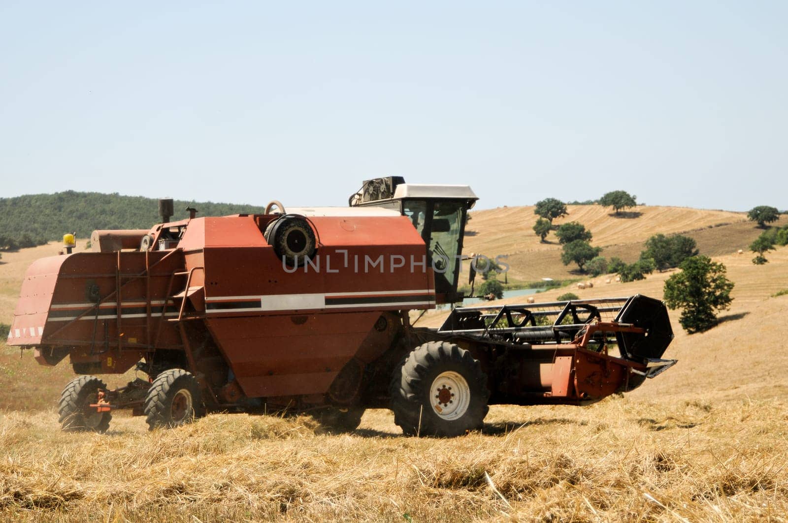 Grain harvest
