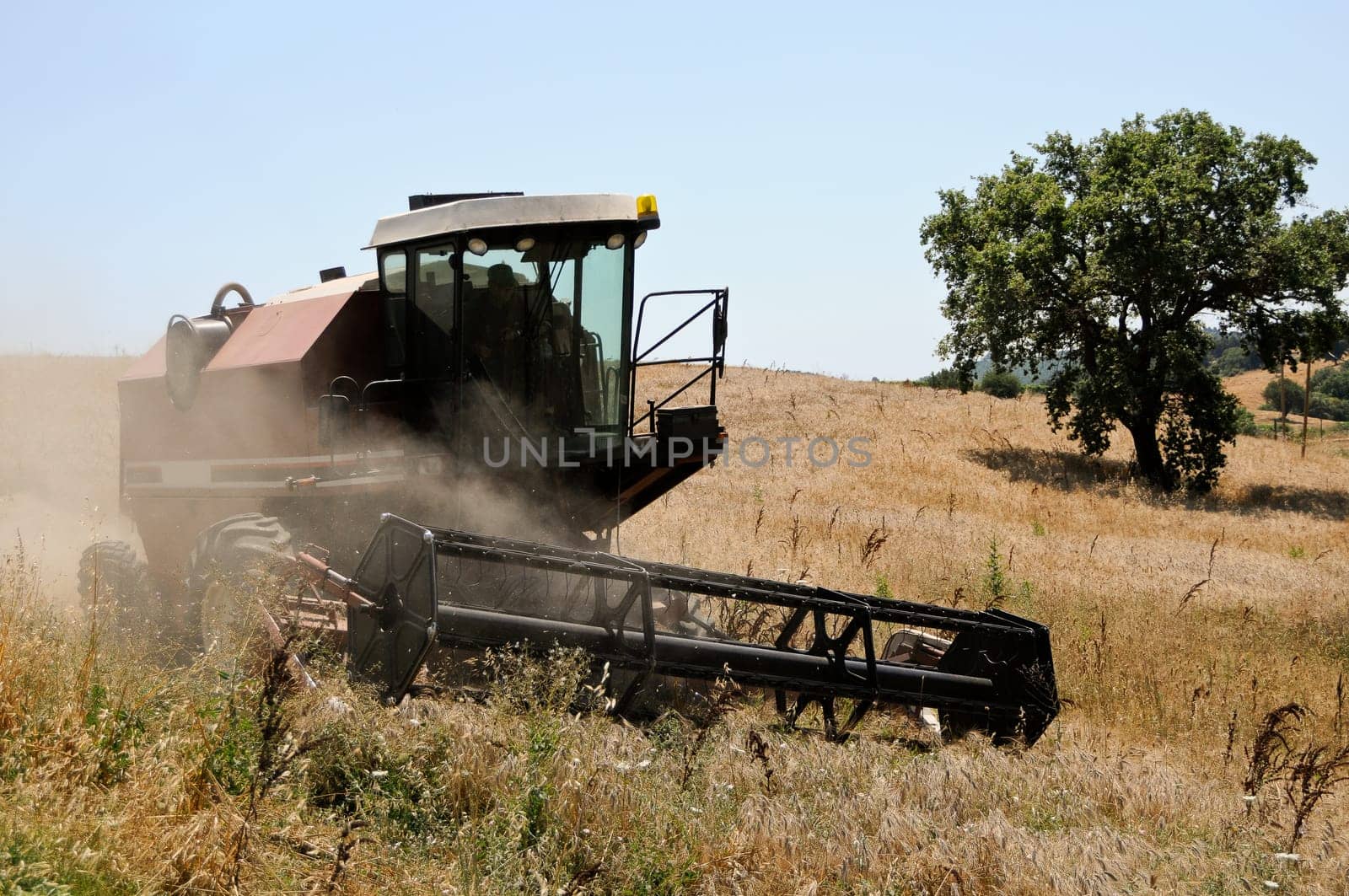 Grain harvest
